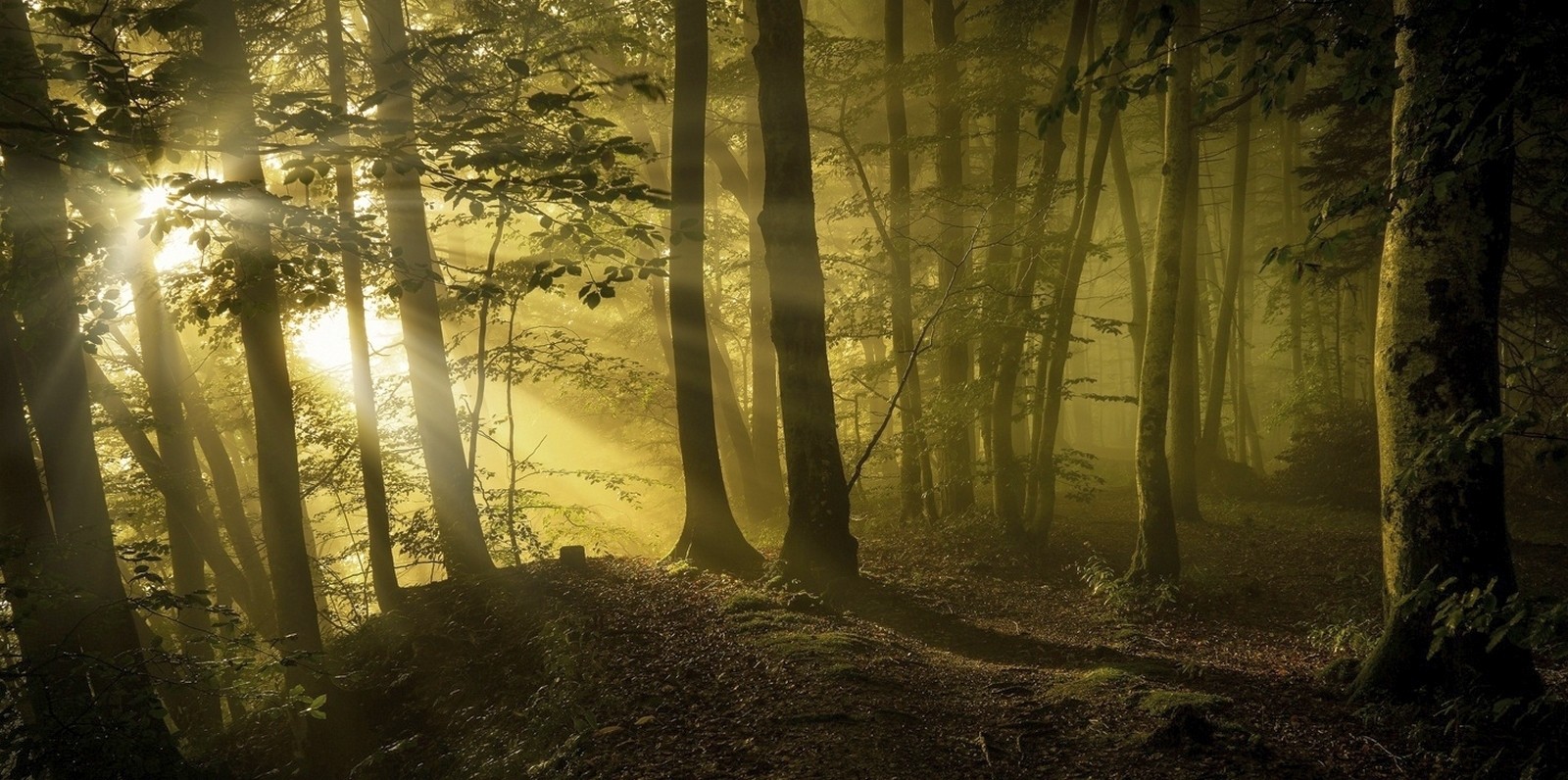 Sunbeams Forest Path Trees Mist Sunlight Leaves Nature Landscape 1600x796