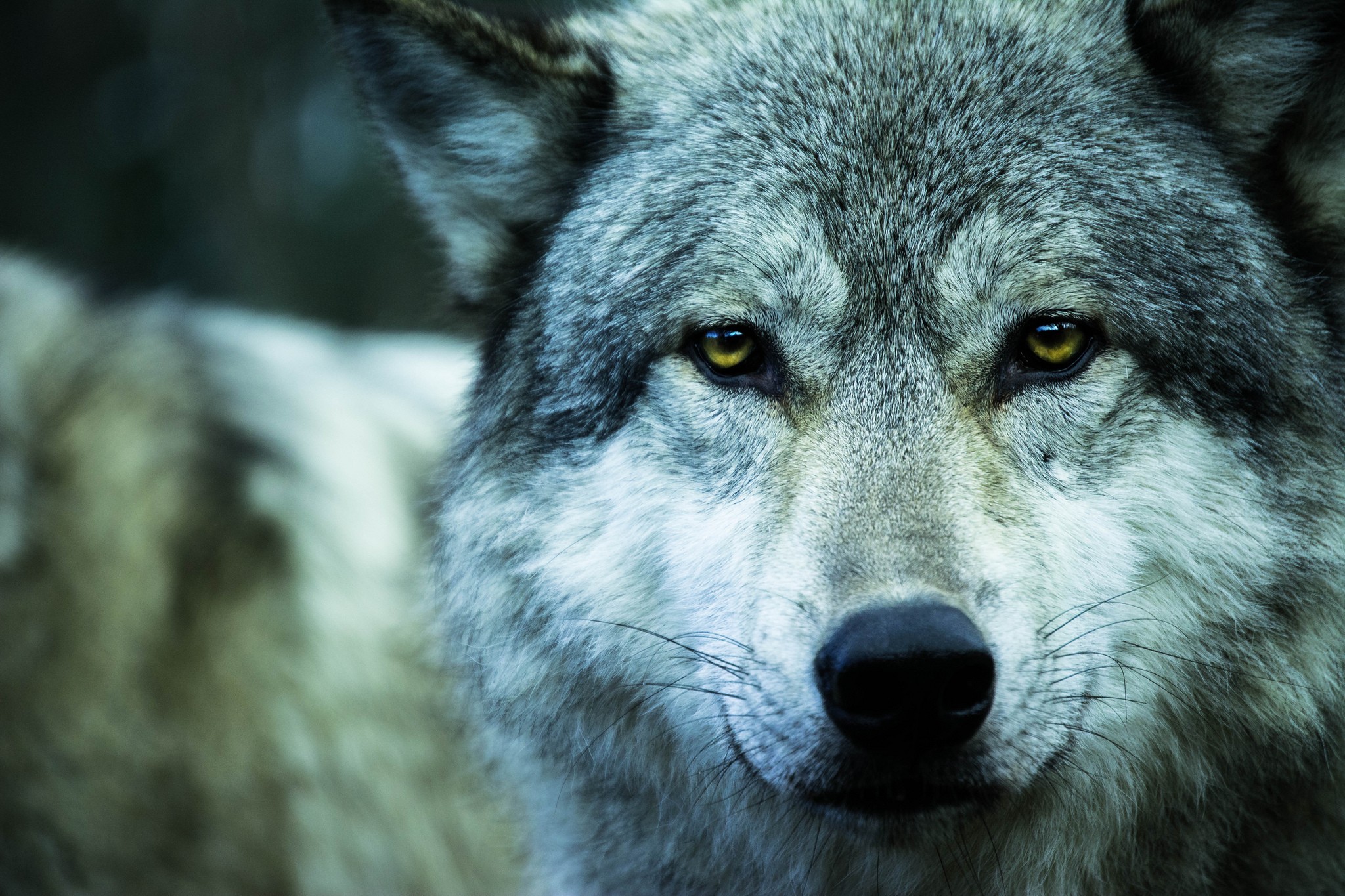 Wolf Animals Yellow Eyes Wildlife 2048x1365