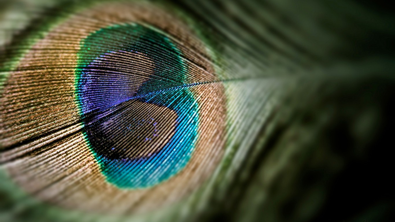 Peacocks Feathers Pattern 1366x768