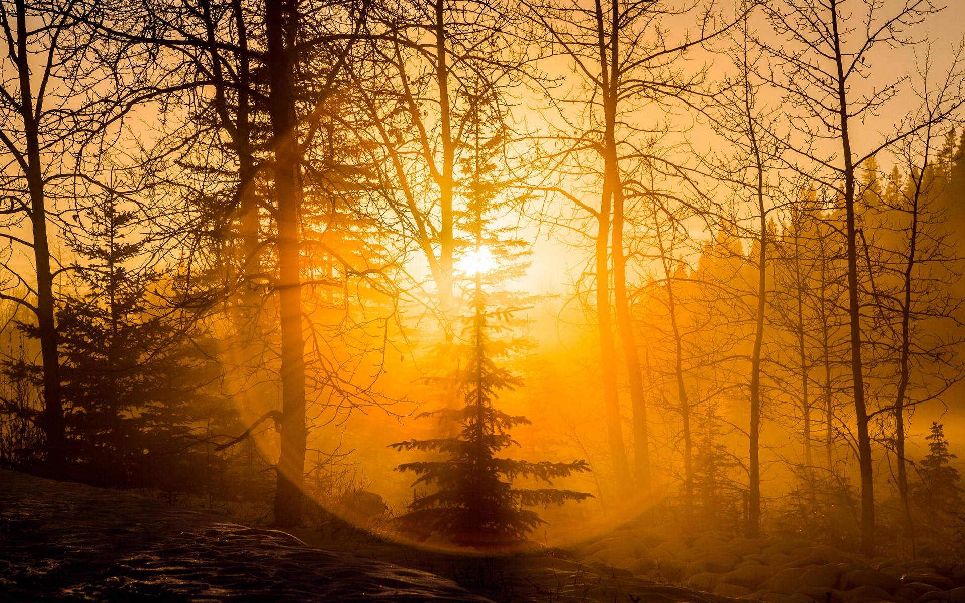 Photography Nature Landscape Forest Sunset Mist Amber Halo Winter Snow Canada 1920x1200