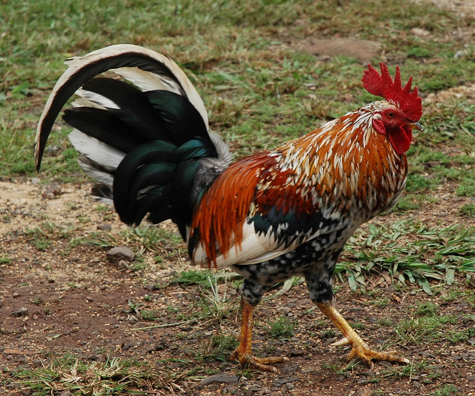 Animal Rooster 1920x1603