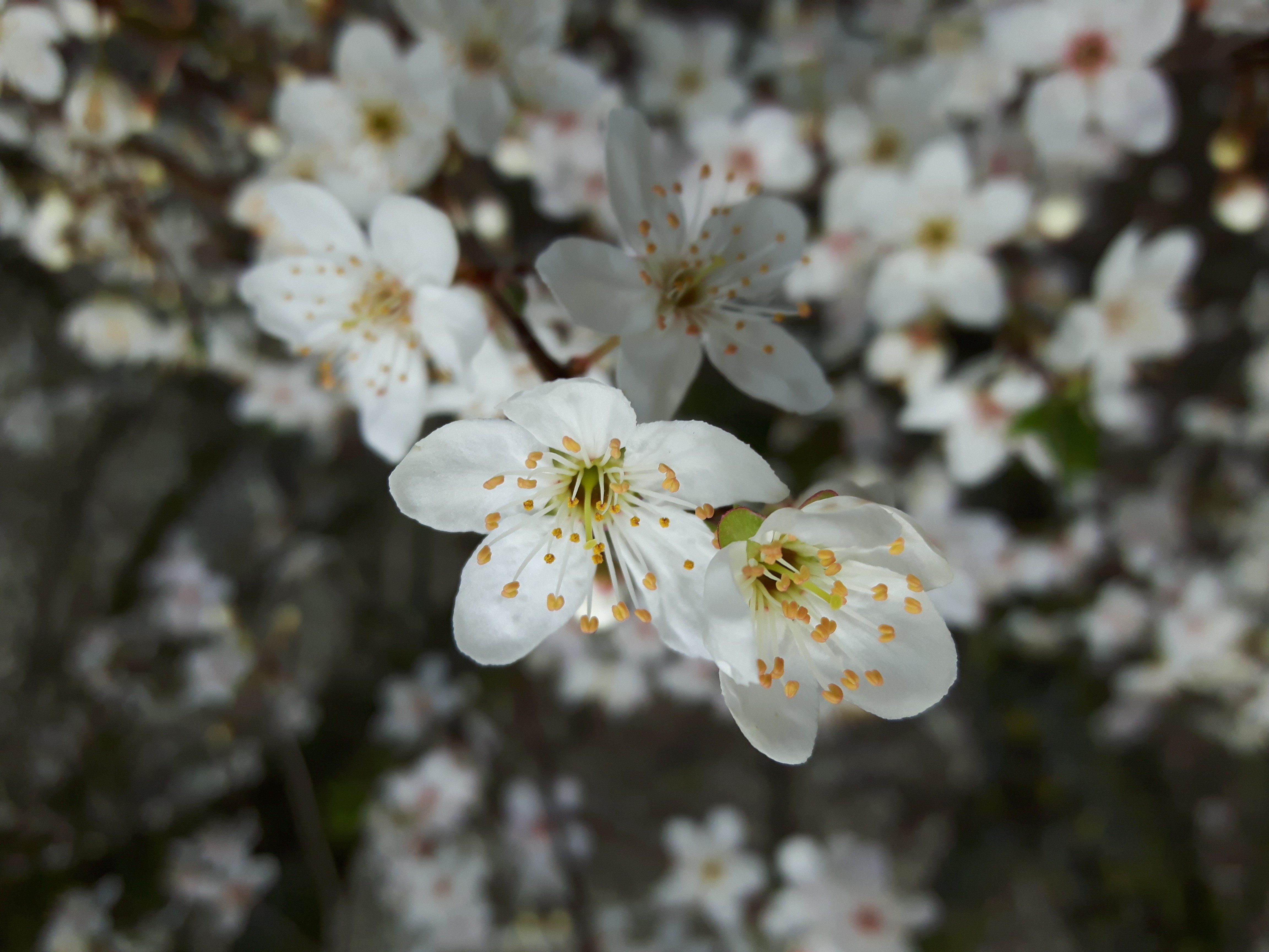 Flowers Nature Blossoms Spring White Flowers 4608x3456