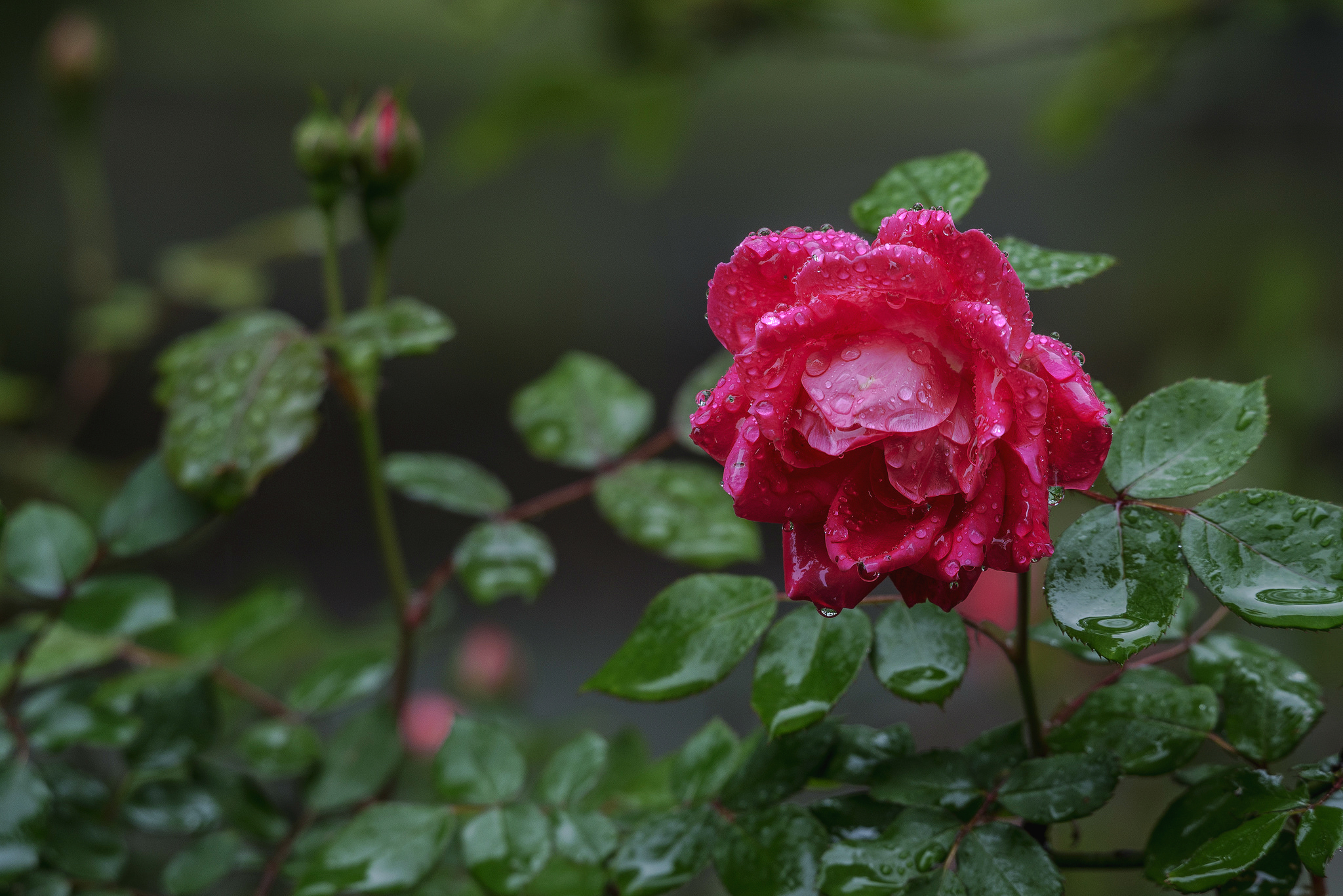 Rose Nature Flower Water Drop Pink Flower Rose Bush 2048x1367