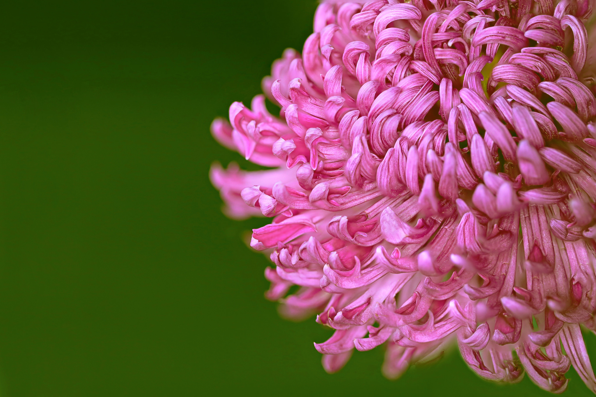 Earth Flower Chrysanthemum Close Up Pink Flower 2048x1365