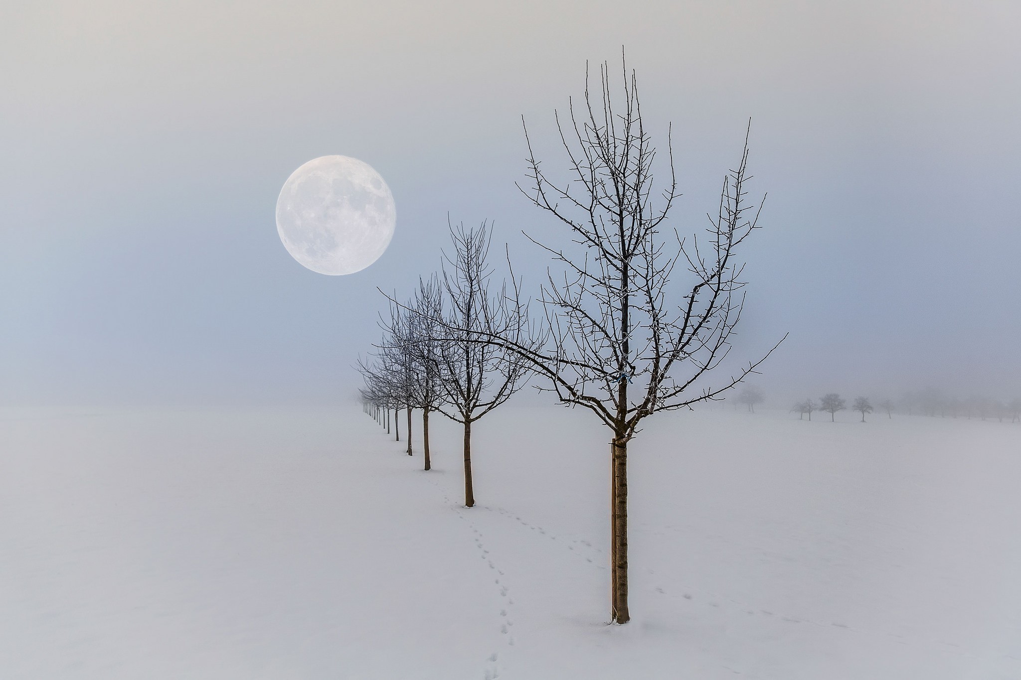 Winter Moon Landscape Nature Seasons Trees 2048x1365