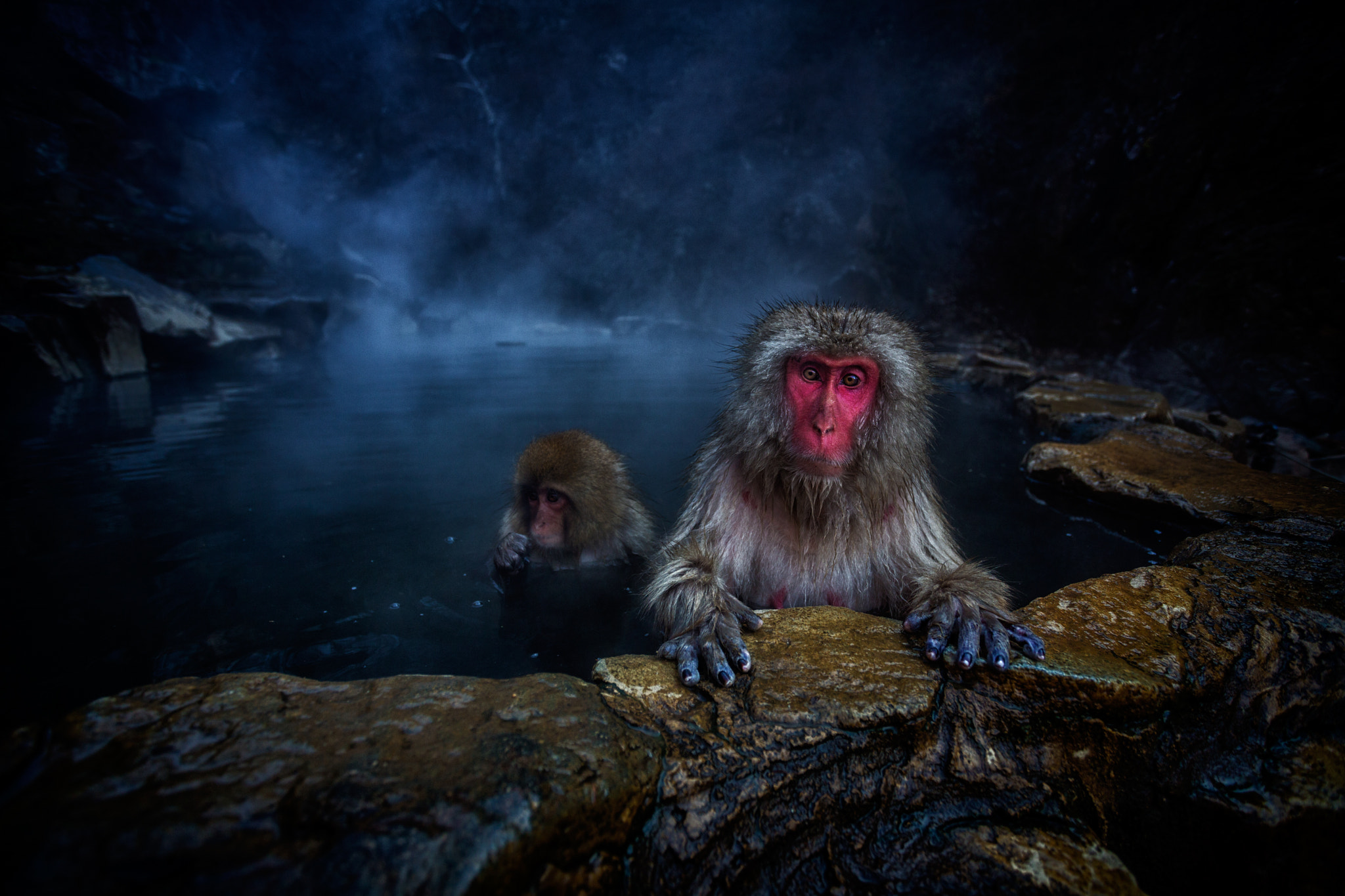 Animals Monkey Looking At Viewer Swimming Macaques 2048x1365