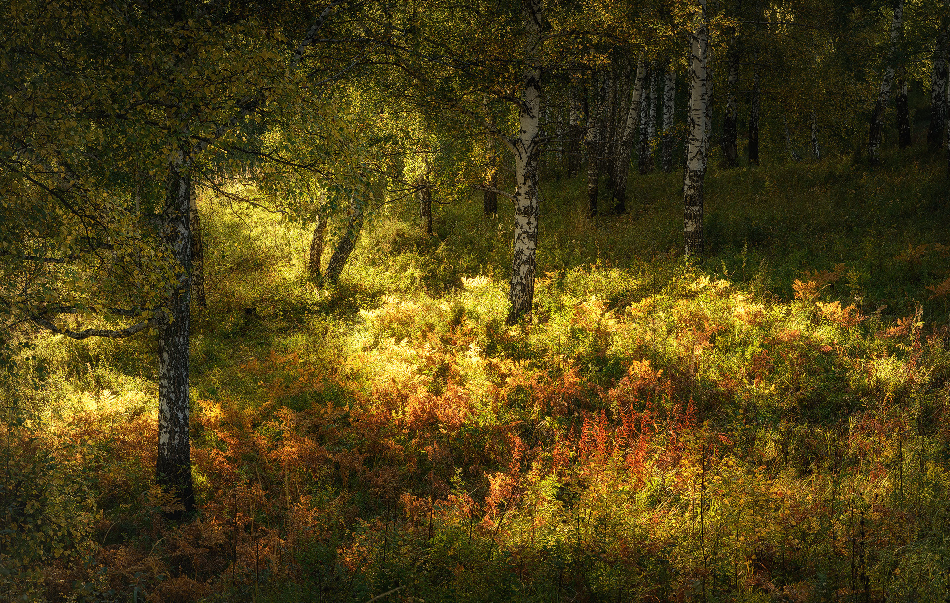 Fall Forest Grass Tree Birch Sunny Nature 1920x1220