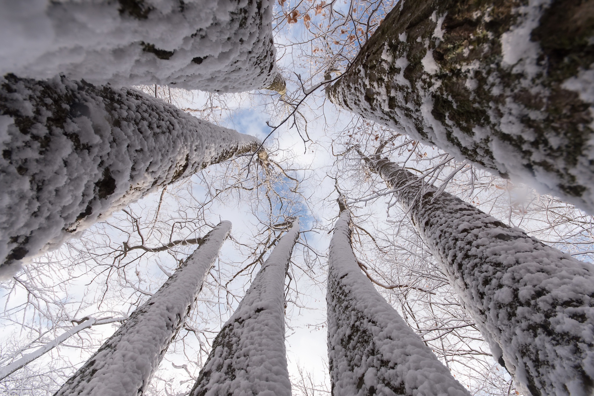 Worms Eye View Trees Nature Winter Snow Sky Bottom View 2048x1365