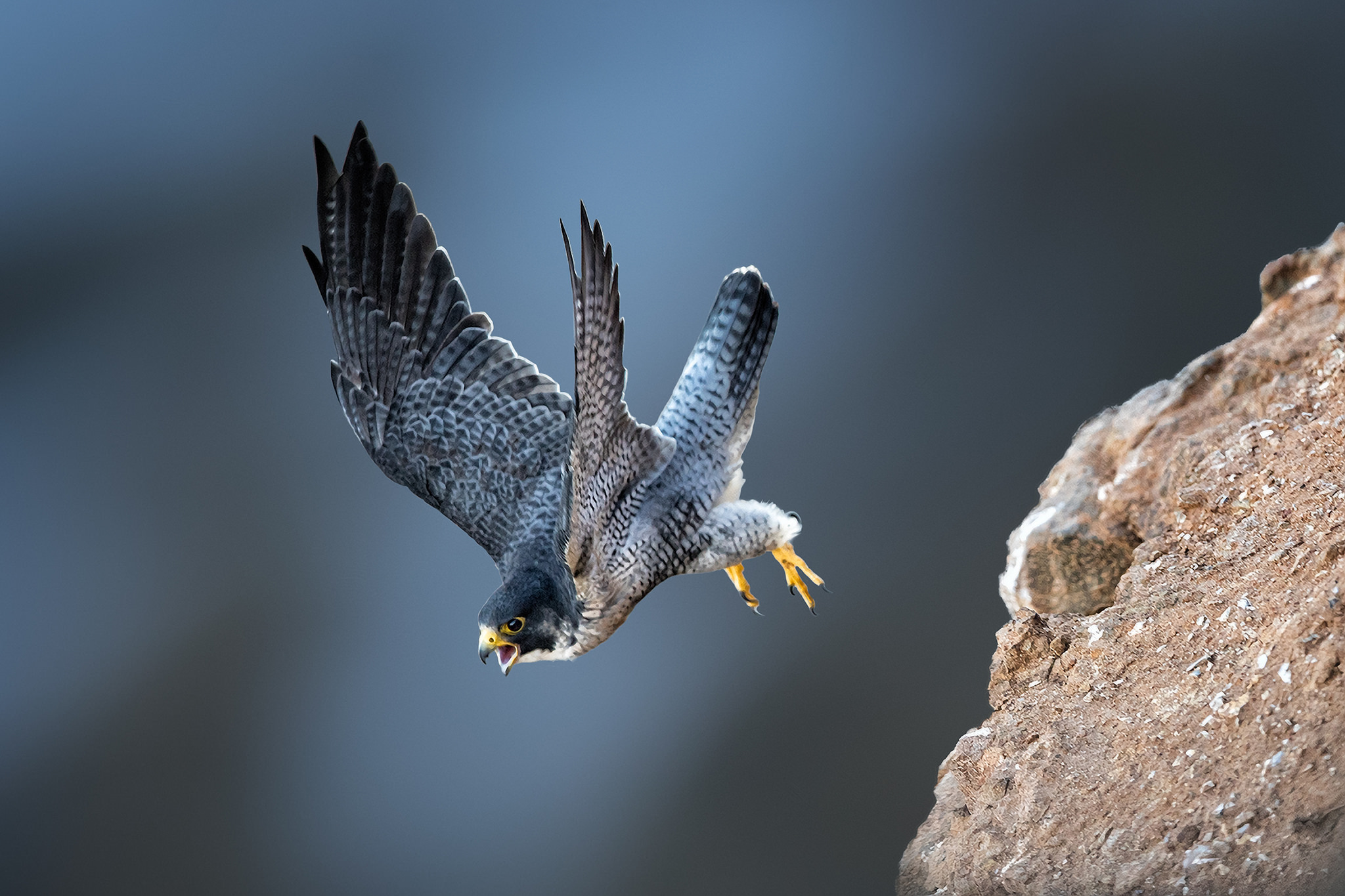 Photography Animals Birds Bird Of Prey Wildlife Kestrel 2048x1365