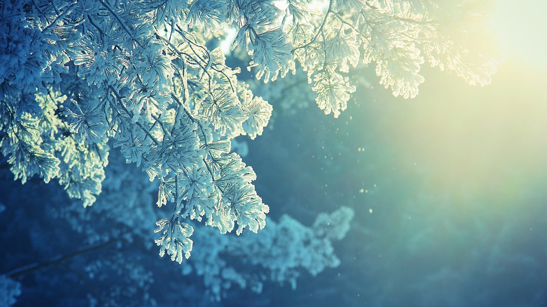 Nature Anime Snow Winter Cold Sunlight Peaceful Frost Trees Plants Ice Cyan Blue 1920x1080
