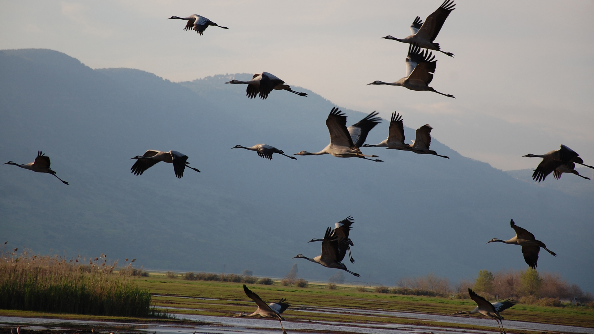 Movie Winged Migration 1920x1080