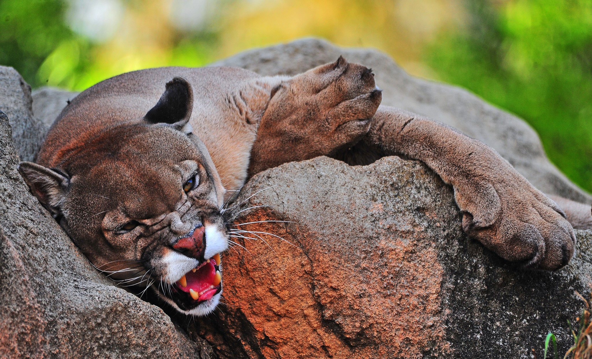 Big Cats Jaguars Animals Cougars Wildlife Fangs Brown Rock 2048x1244