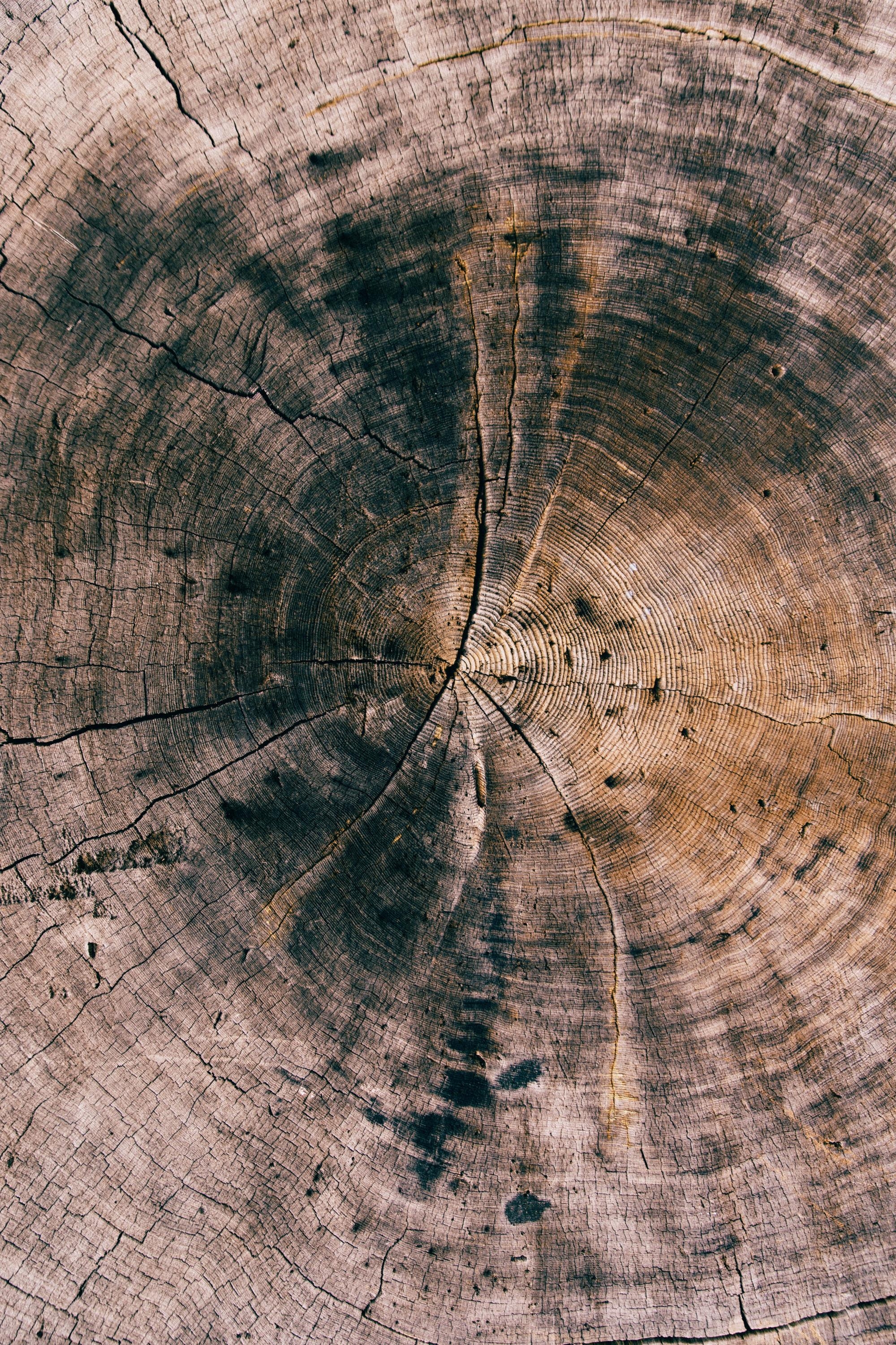 Nature Wood Texture Wooden Surface Tree Stump 2000x3000