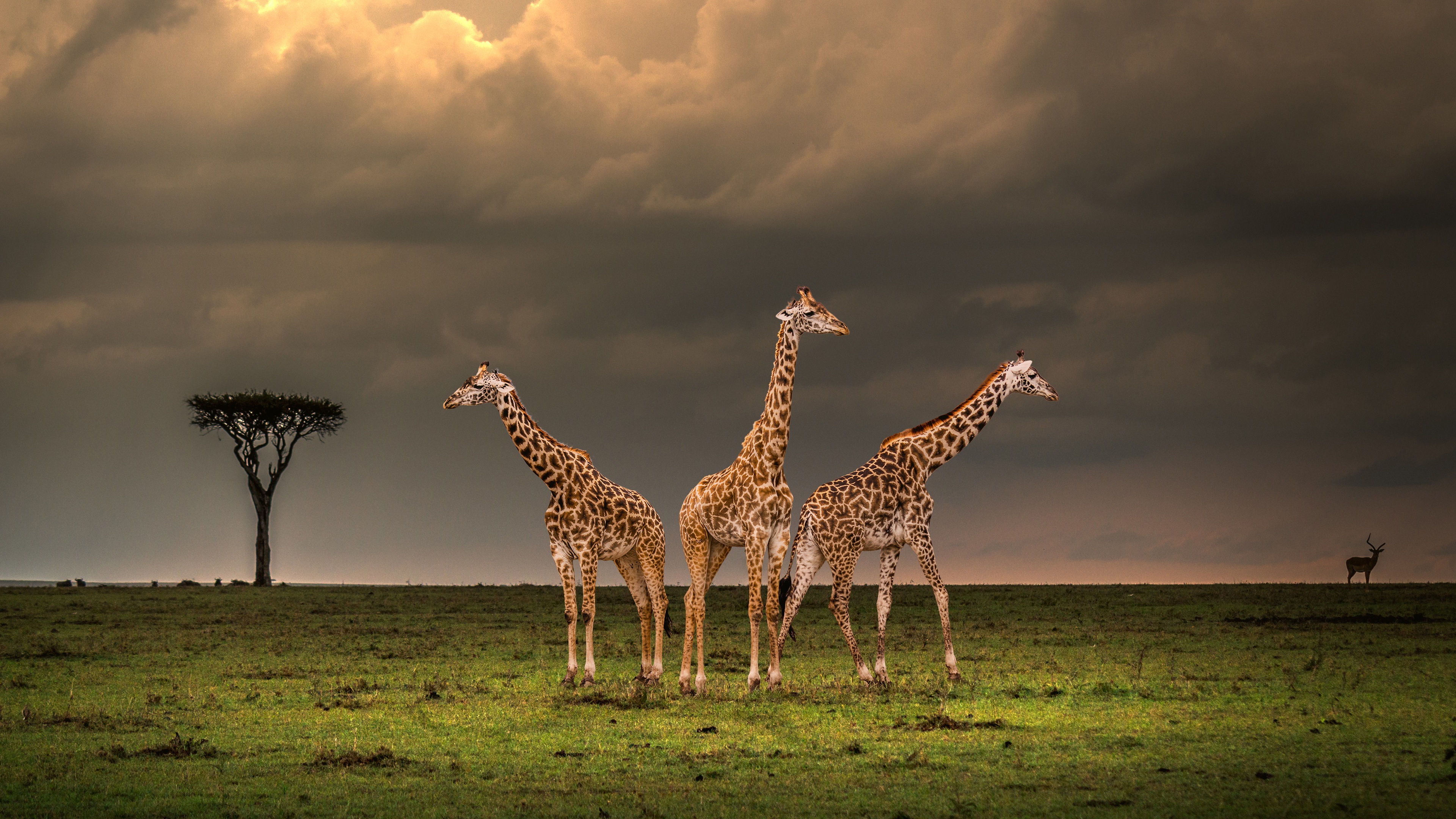 Animals Nature Giraffes Mammals 3840x2160