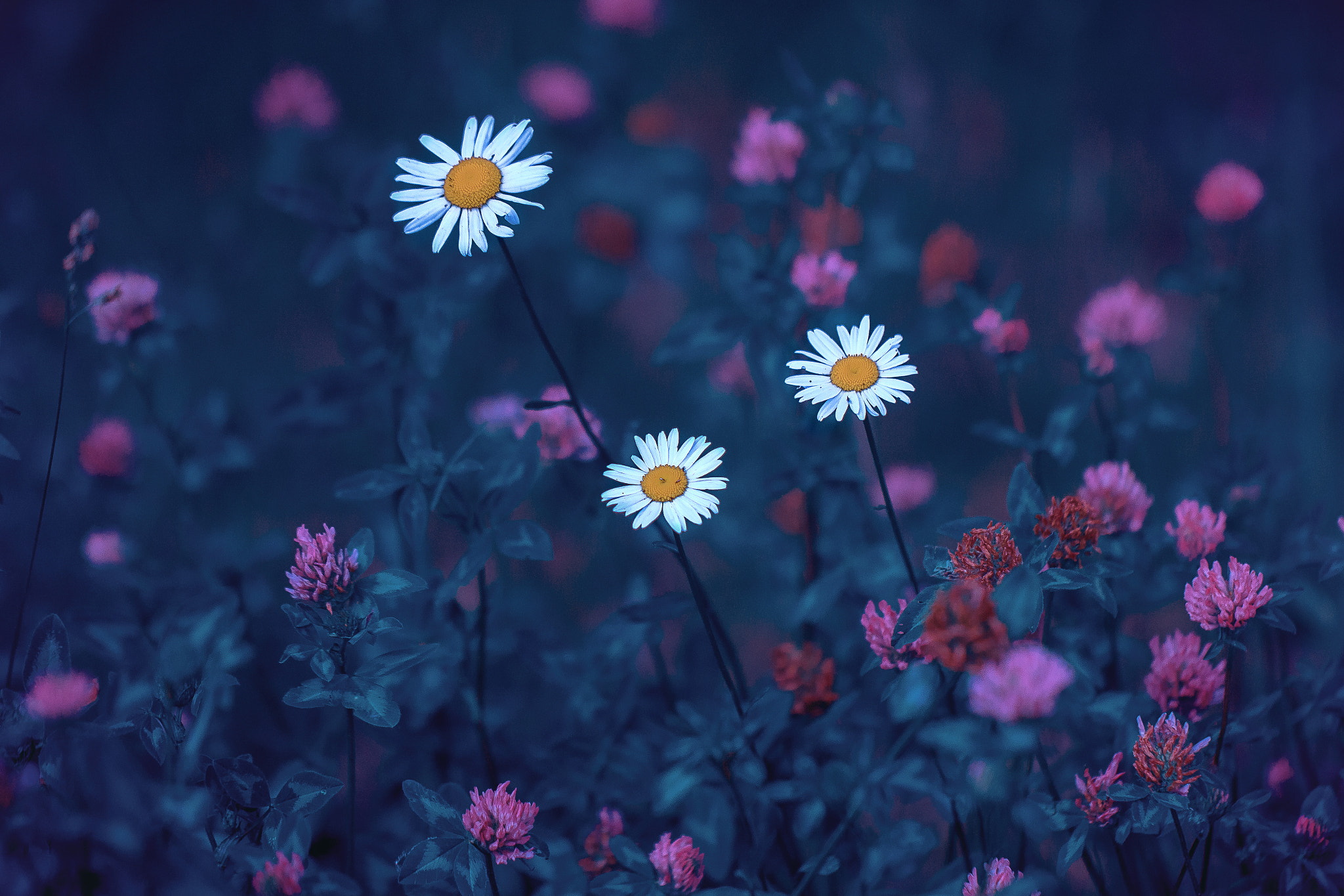 Andrey Metelkov Blue White Flowers Nature Plants 500px 2048x1365