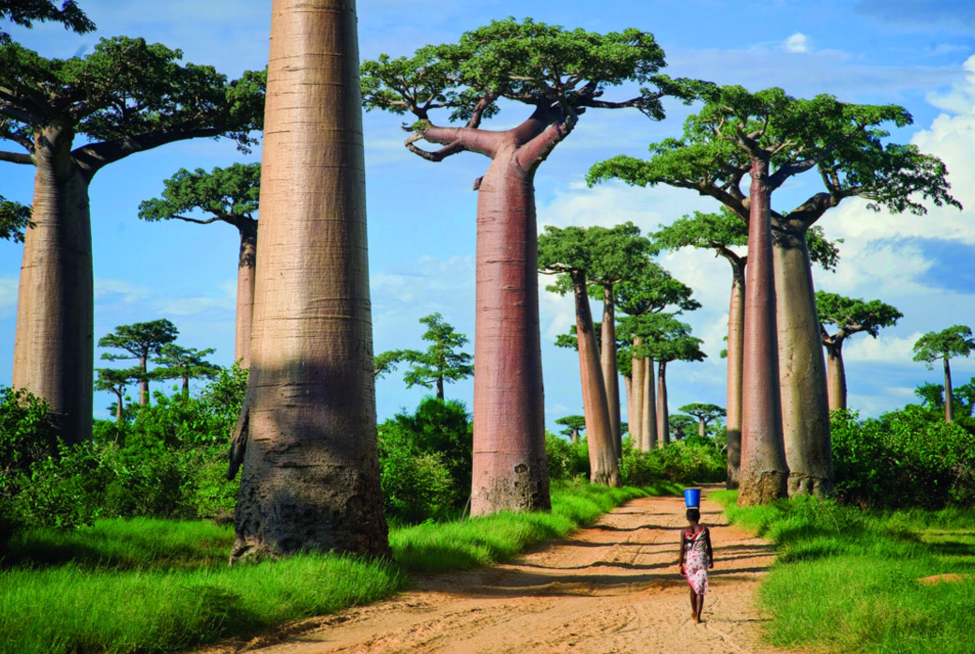 Earth Baobab Tree 1906x1280