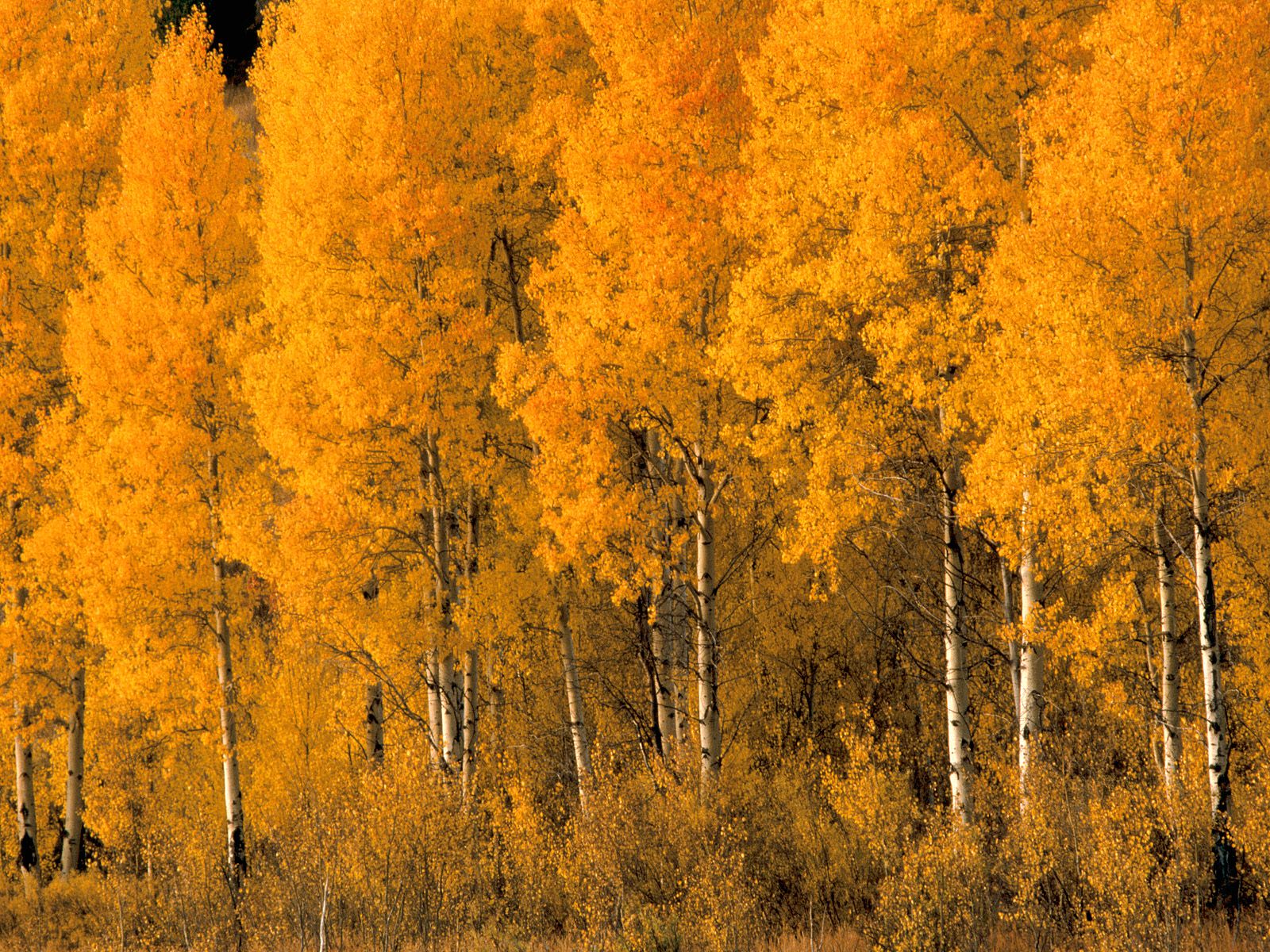 Nature Tree Aspen Landscape 1600x1200