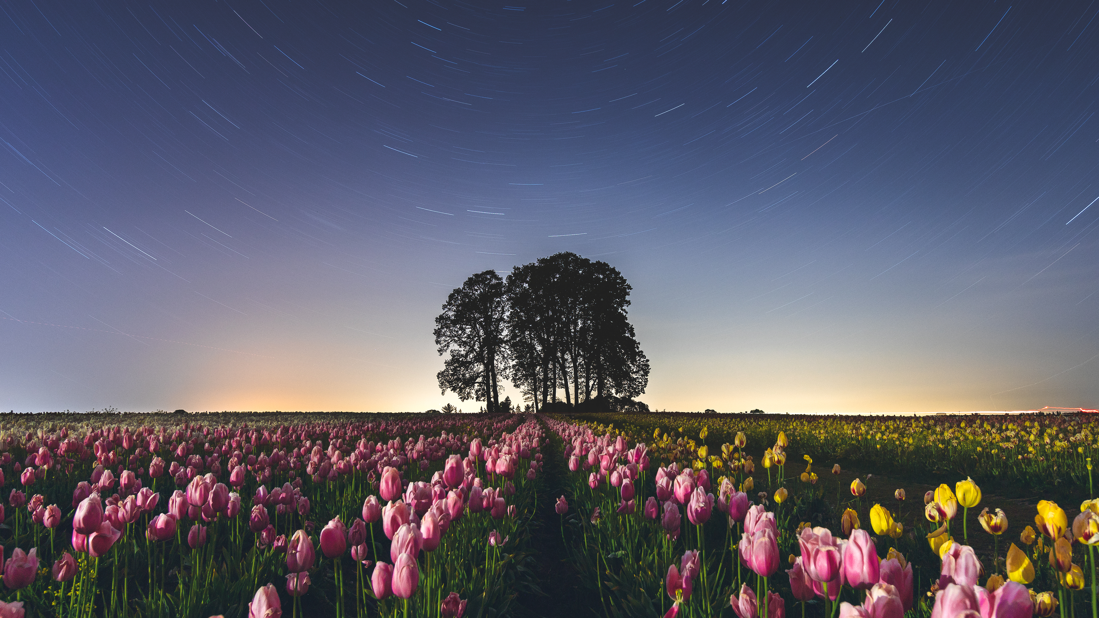 Oregon Tulips Farm Stars Timelapse Flowers 3840x2160