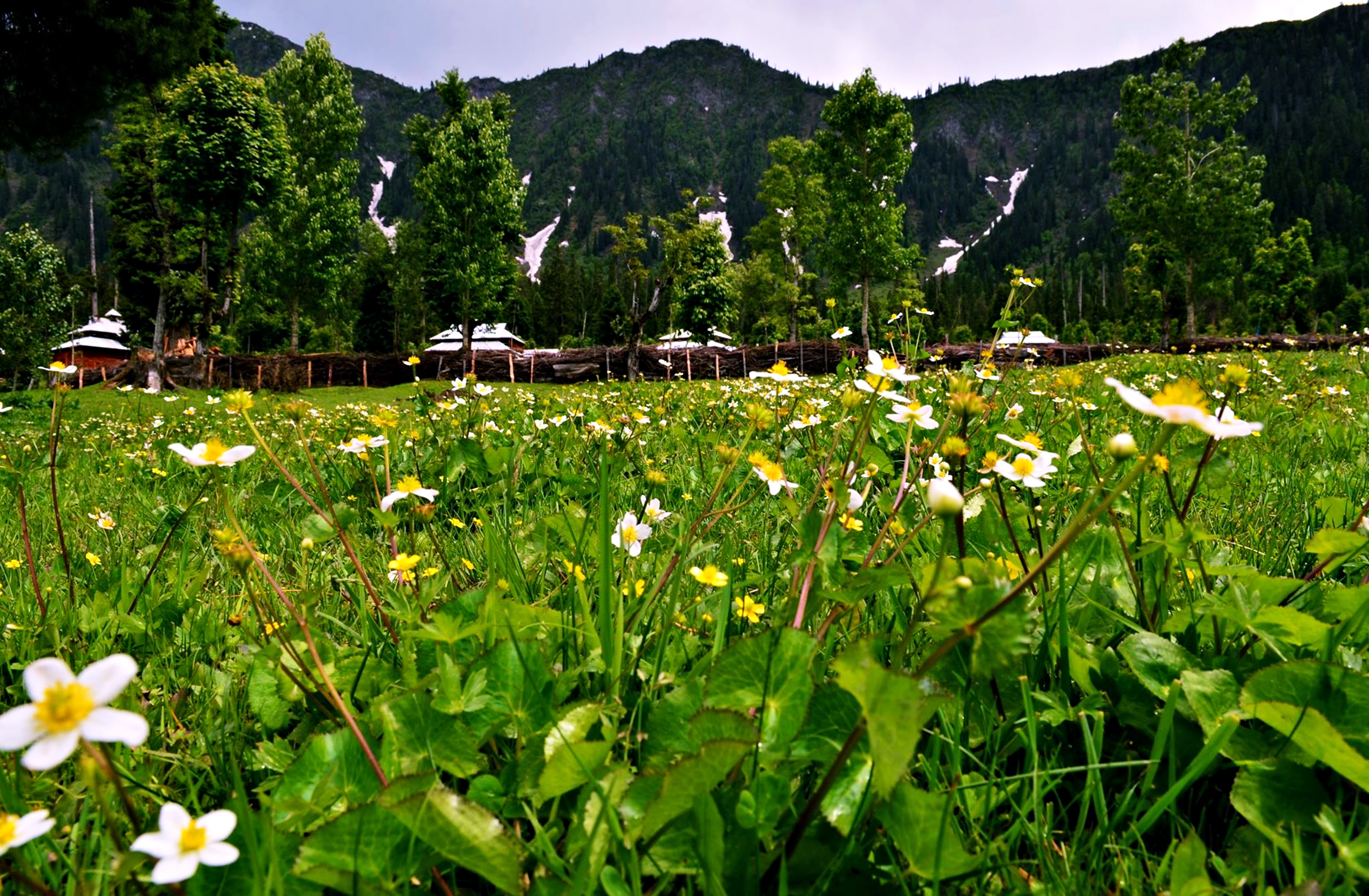 Landscape Nature Earth Spring Flower Countryside Kashmir Pakistan 3840x2513