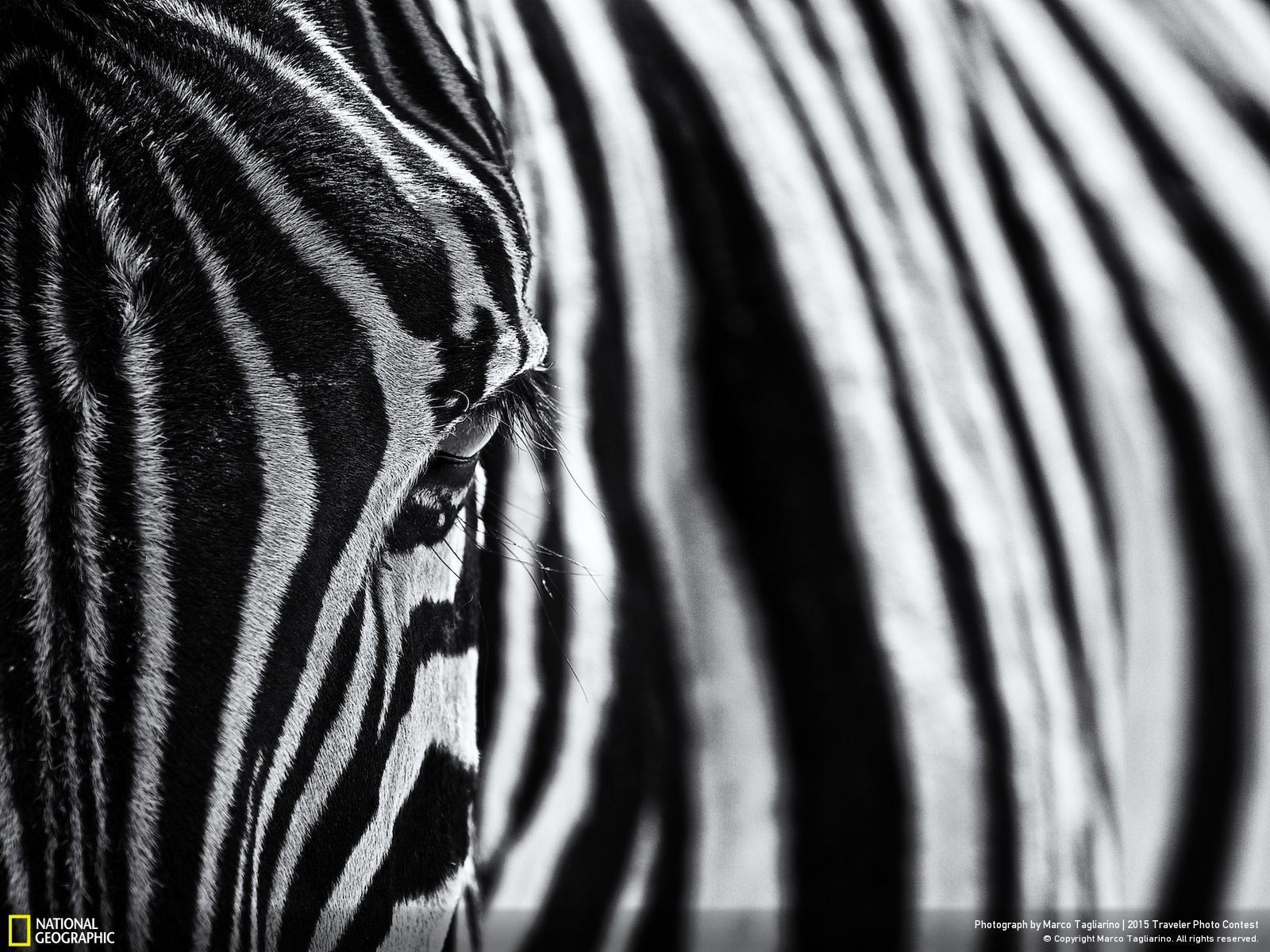 Wildlife Animals Zebras National Geographic 2015 Year 1600x1200