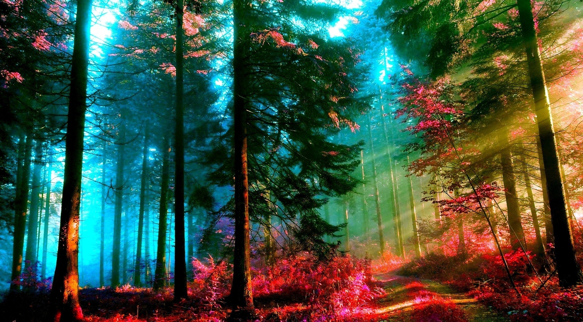 Photo Manipulation Forest Fall Color Correction Dappled Sunlight Red Leaves 1920x1060