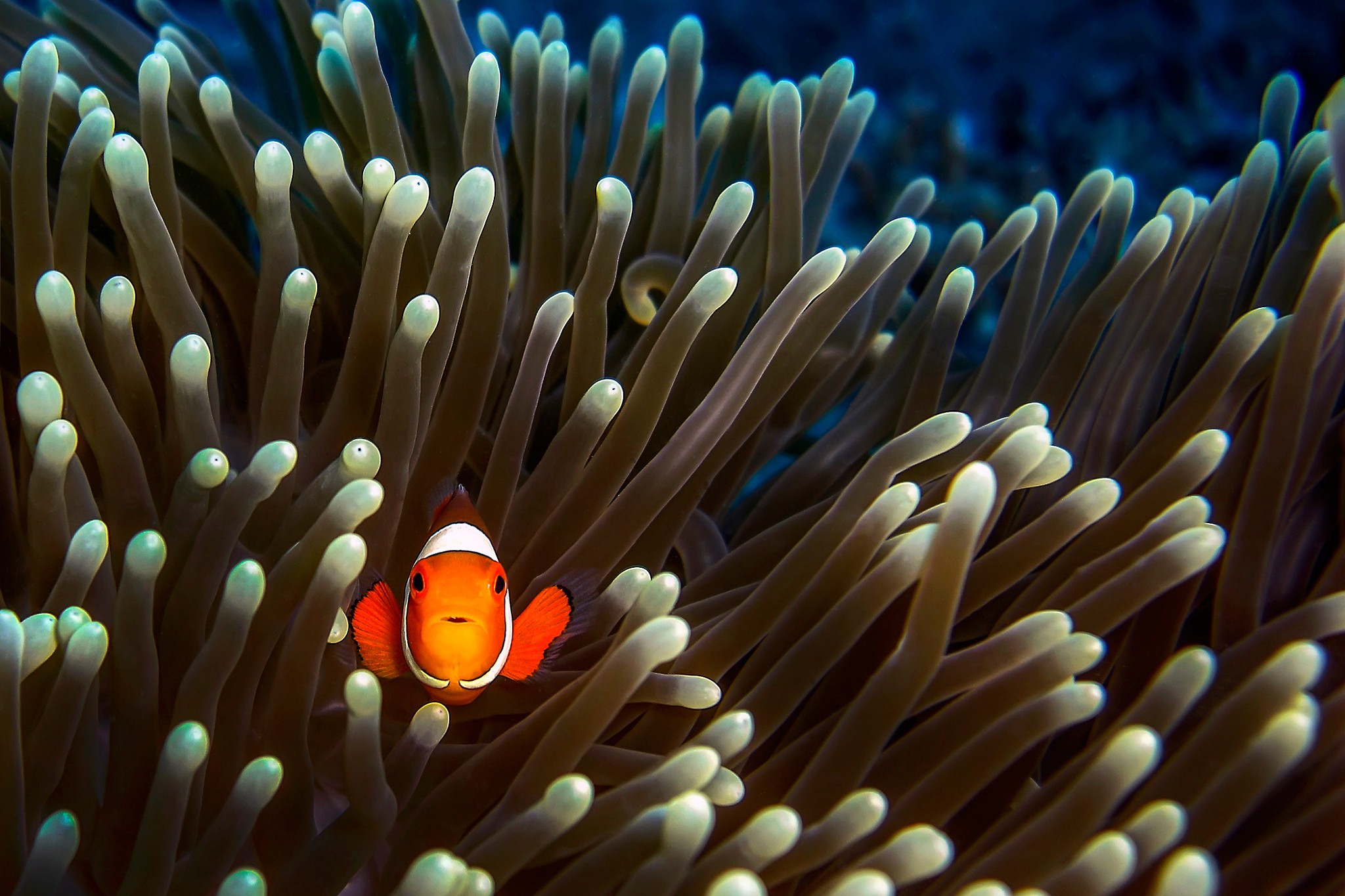 Animals Fish Clownfish Sea Anemones 2048x1365