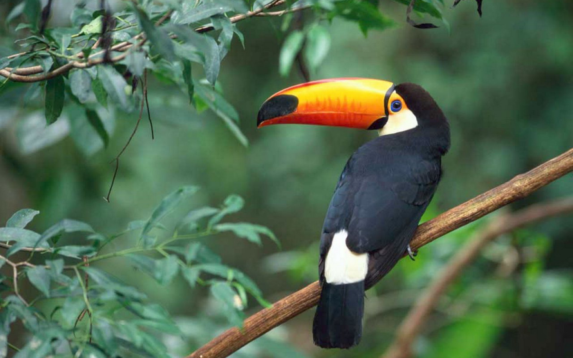 Animal Toco Toucan 1920x1200