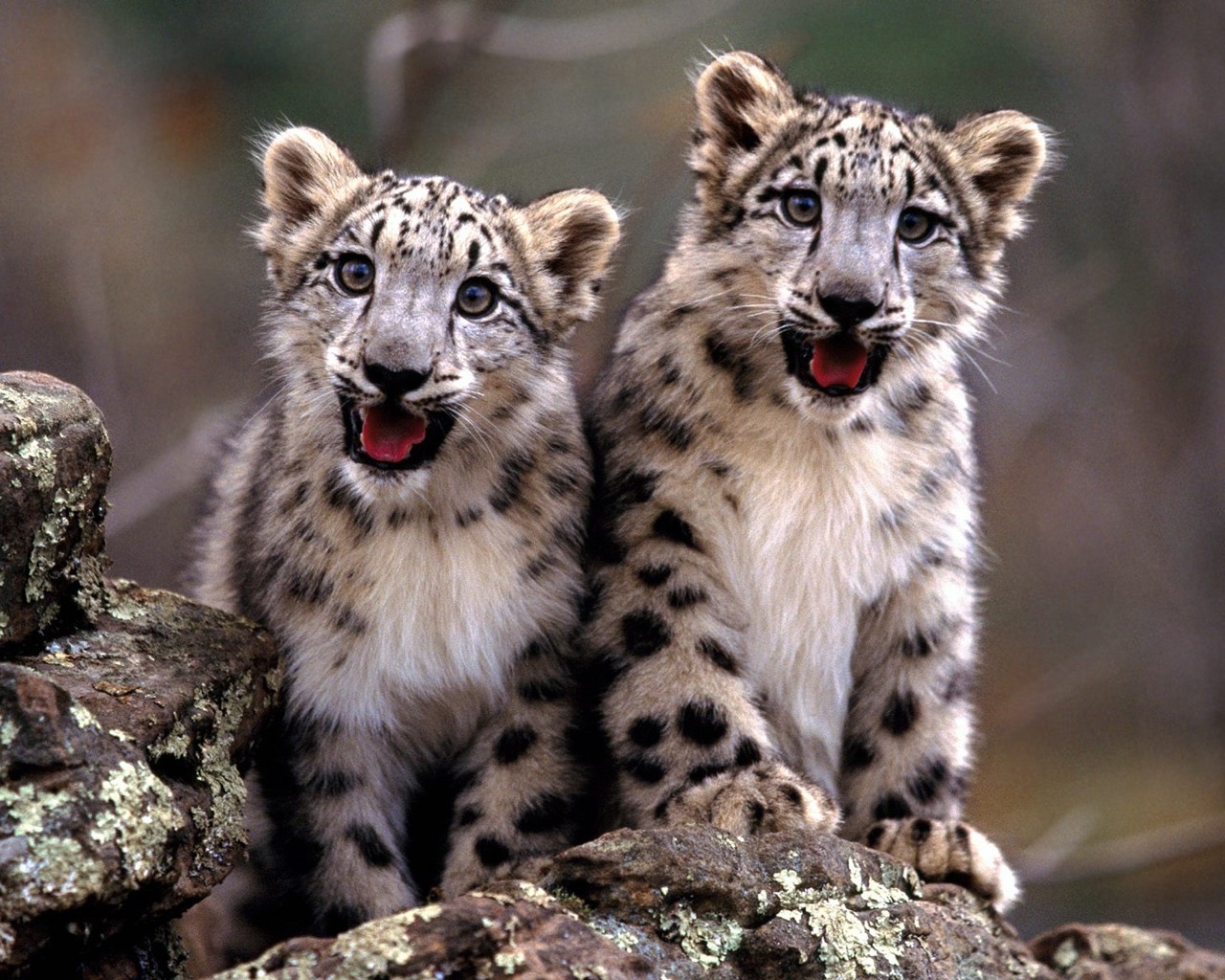 Baby Animals Snow Leopards Animals Leopard Animal 1280x1024