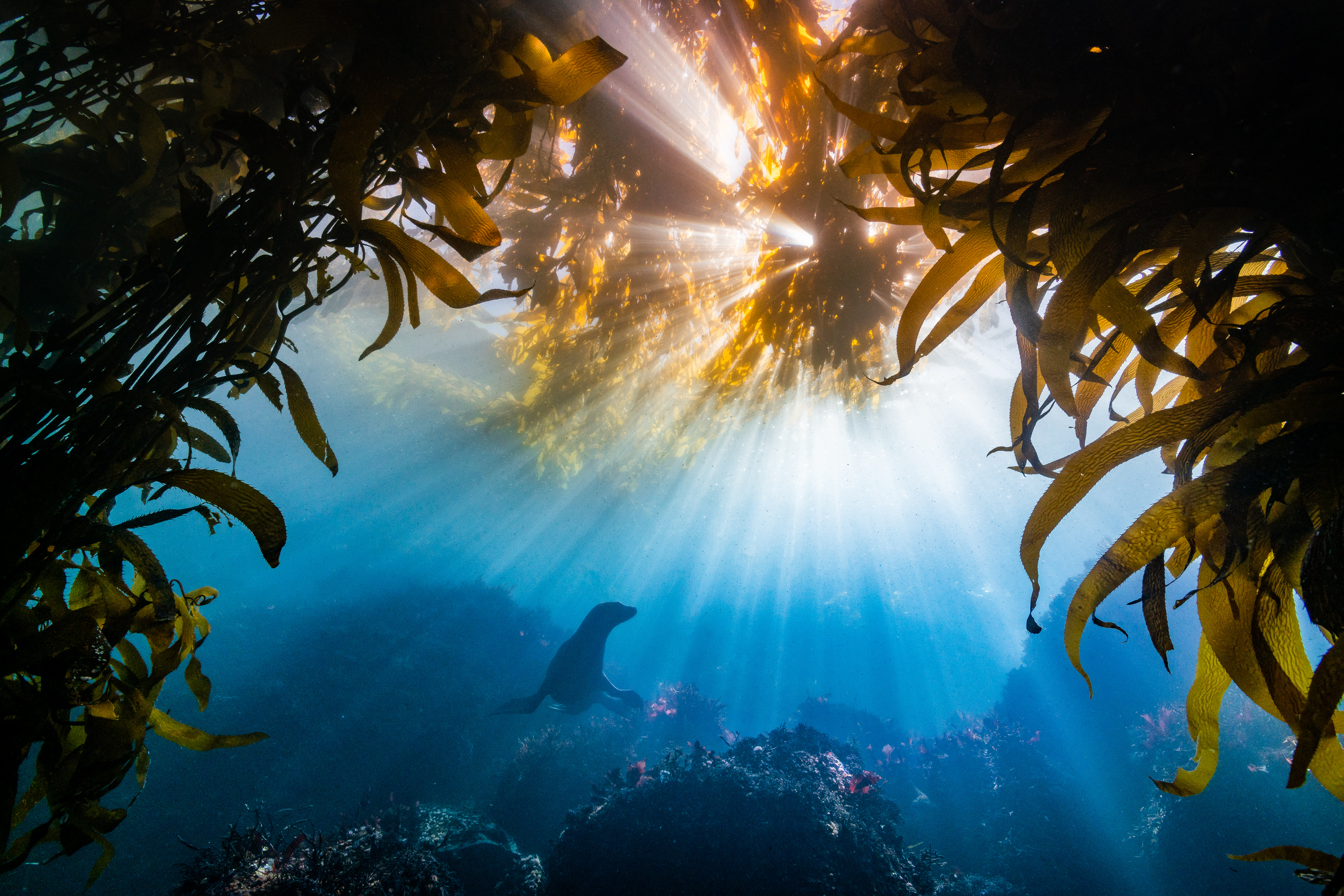 Nature Animals Sea Seaweed Underwater Seals Sun Rays 3000x2001