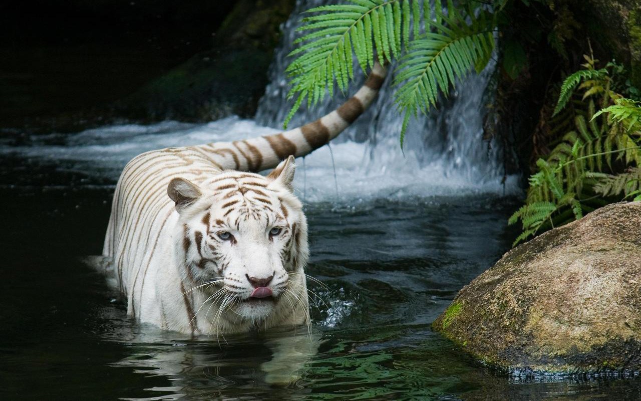 Tiger Nature White Tigers 1280x800