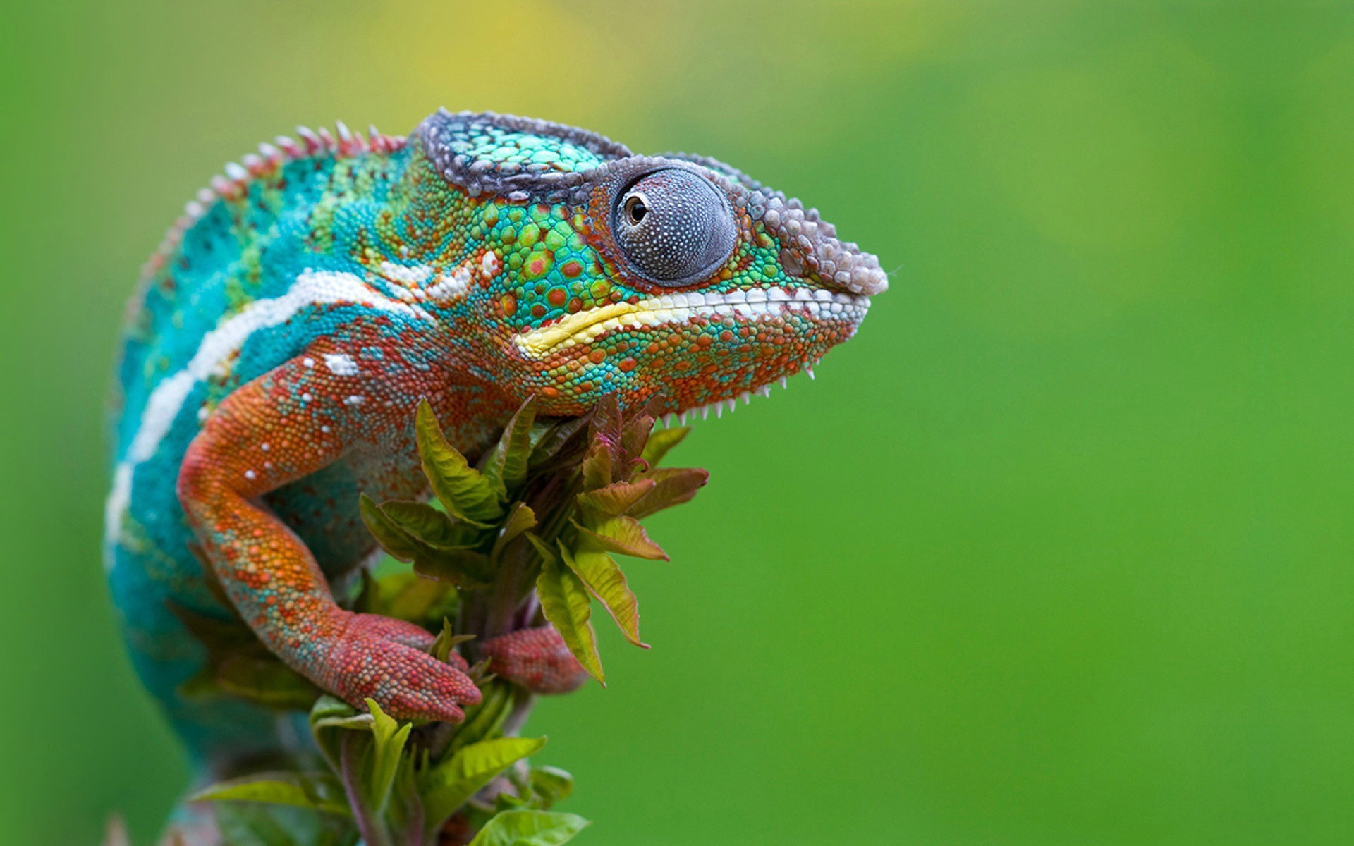 Animals Reptiles Chameleons Green 1920x1200