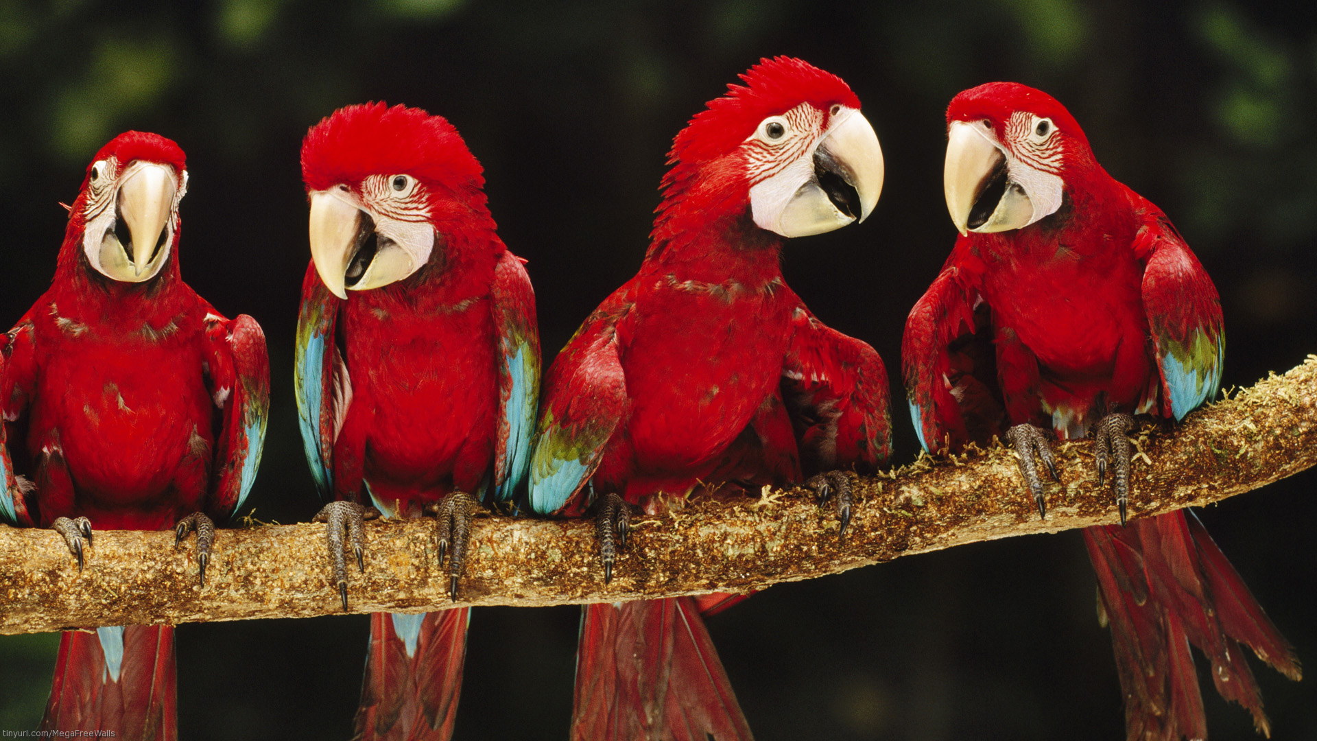 Bird Parrot Animal Red Branch 1920x1080