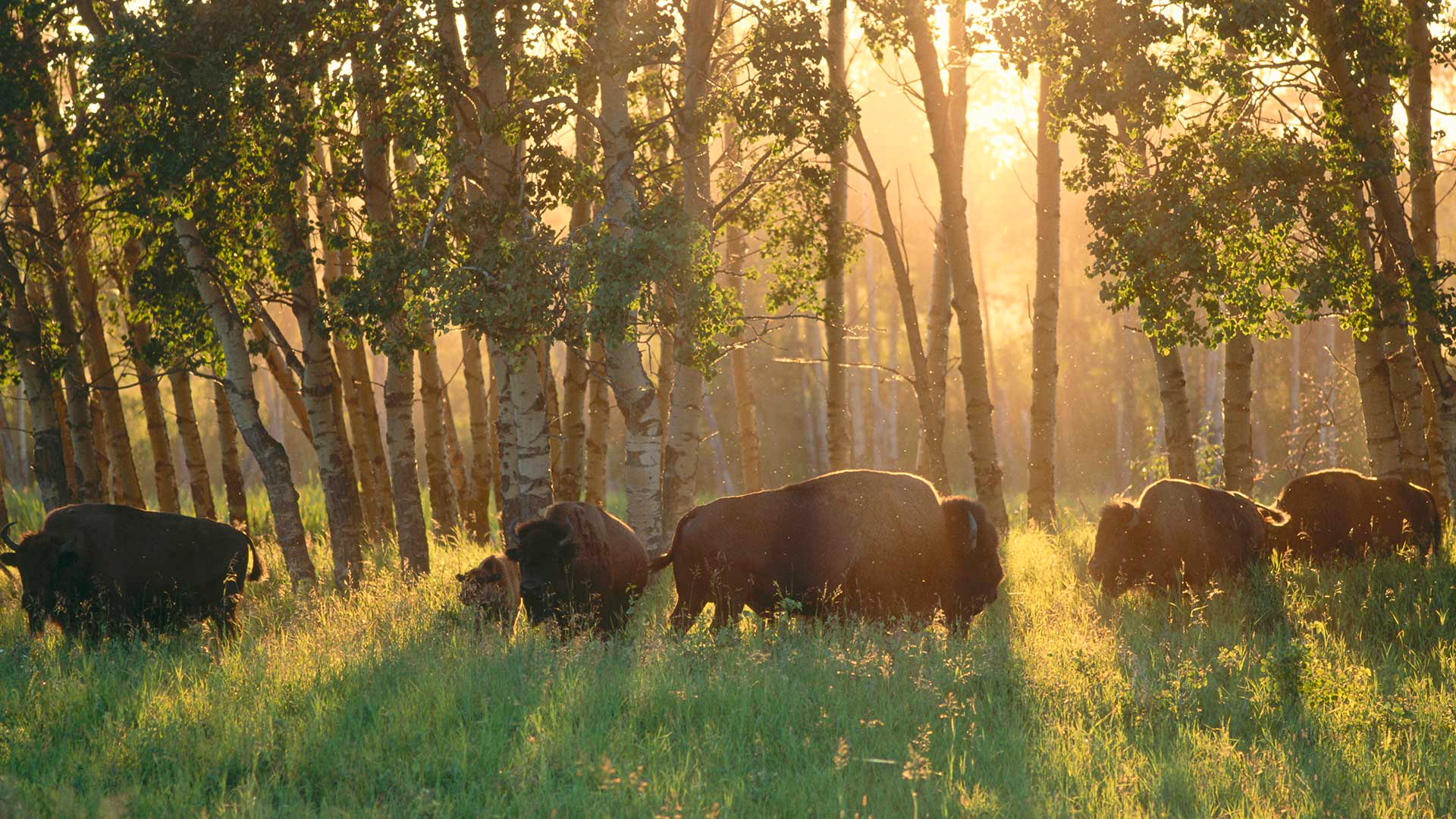 Alberta Canada Forest Sunbeam Grass American Bison 1920x1080