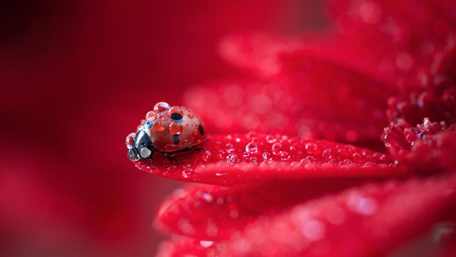 Ladybugs Nature Flowers Red Macro Water Drops 1920x1080