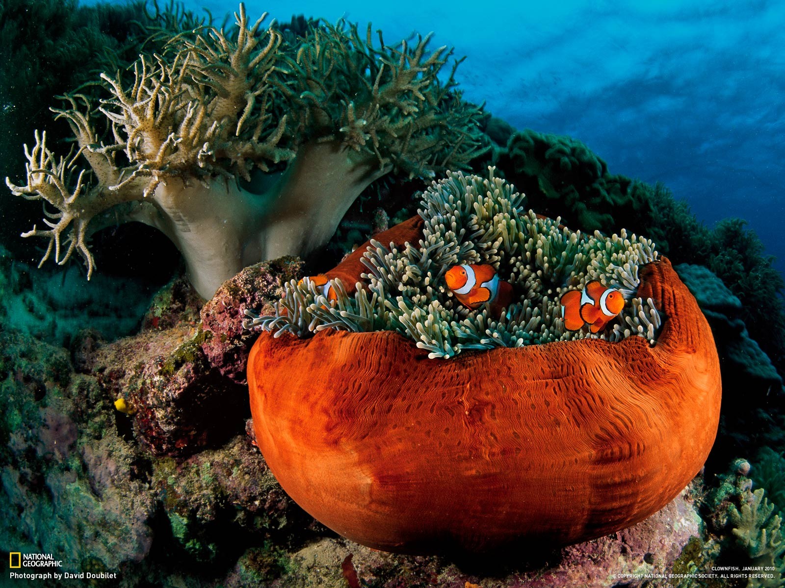 Sea Anemones Clownfish Fish Underwater National Geographic 1600x1200