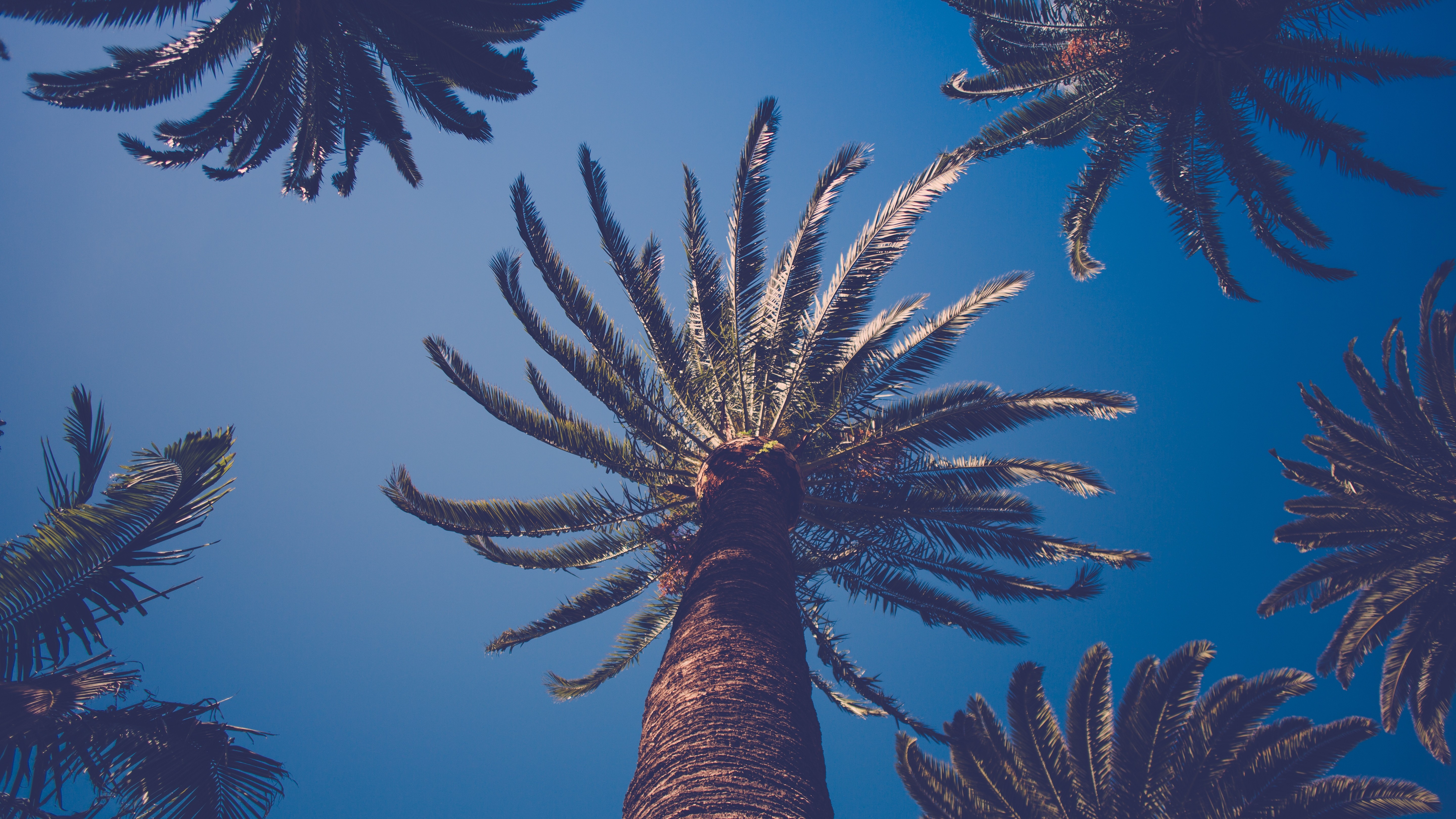 Nature Palm Trees Worms Eye View Plants Filter Clear Sky Blue Bottom View 5760x3240