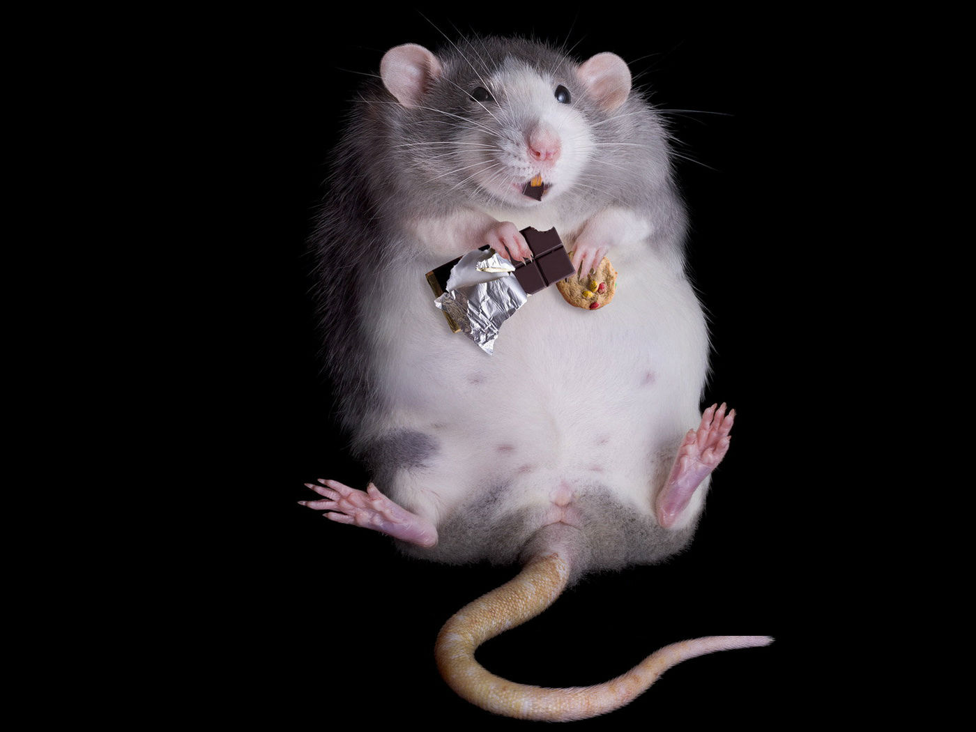 Mouse Rat 1400x1050