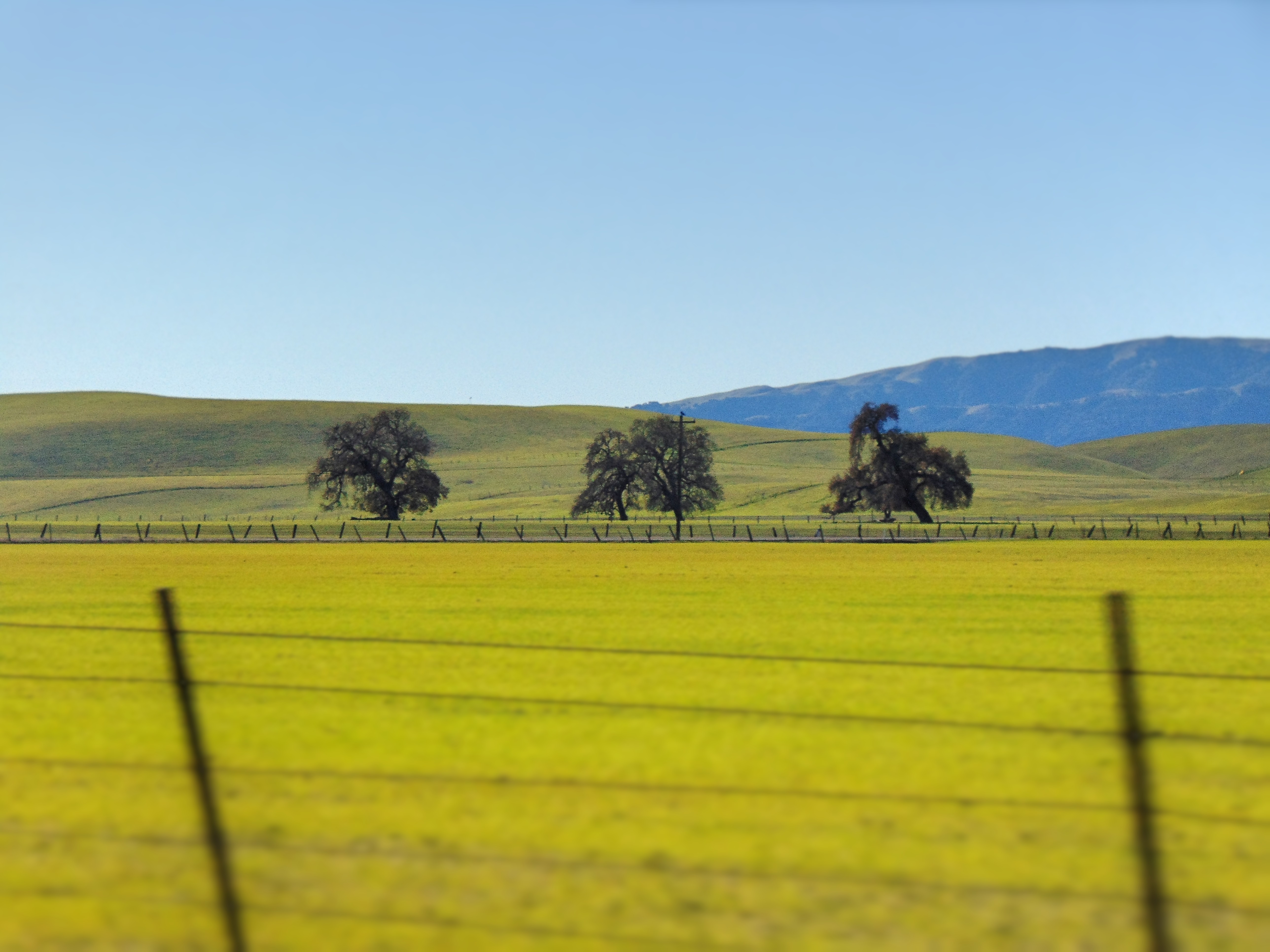 California Landscape Oak Trees 5152x3864