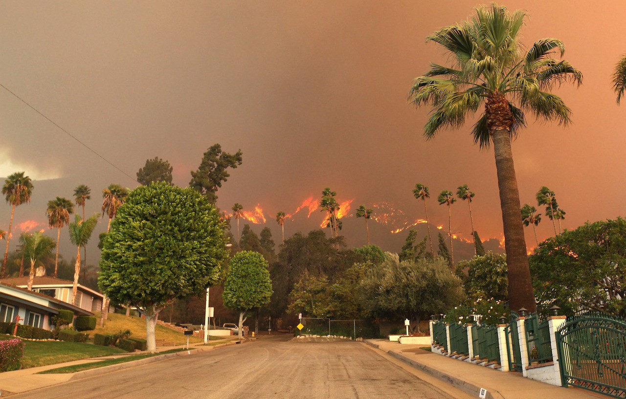 Fire Nature Landscape Disaster Palm Trees Smoke 1280x816