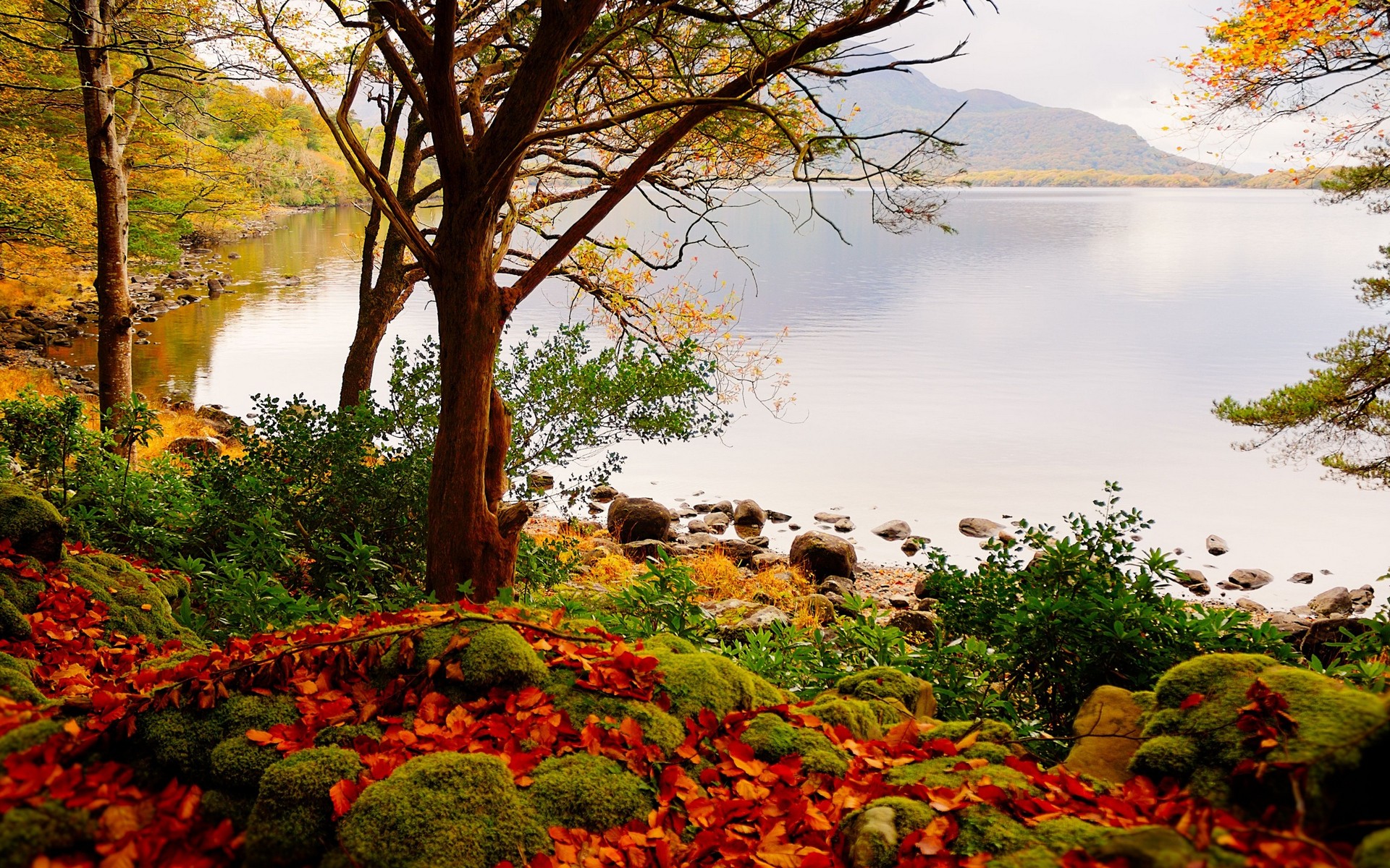 Nature Fall Fallen Leaves Red Leaves Lake Landscape Rocks Colorful 1920x1200