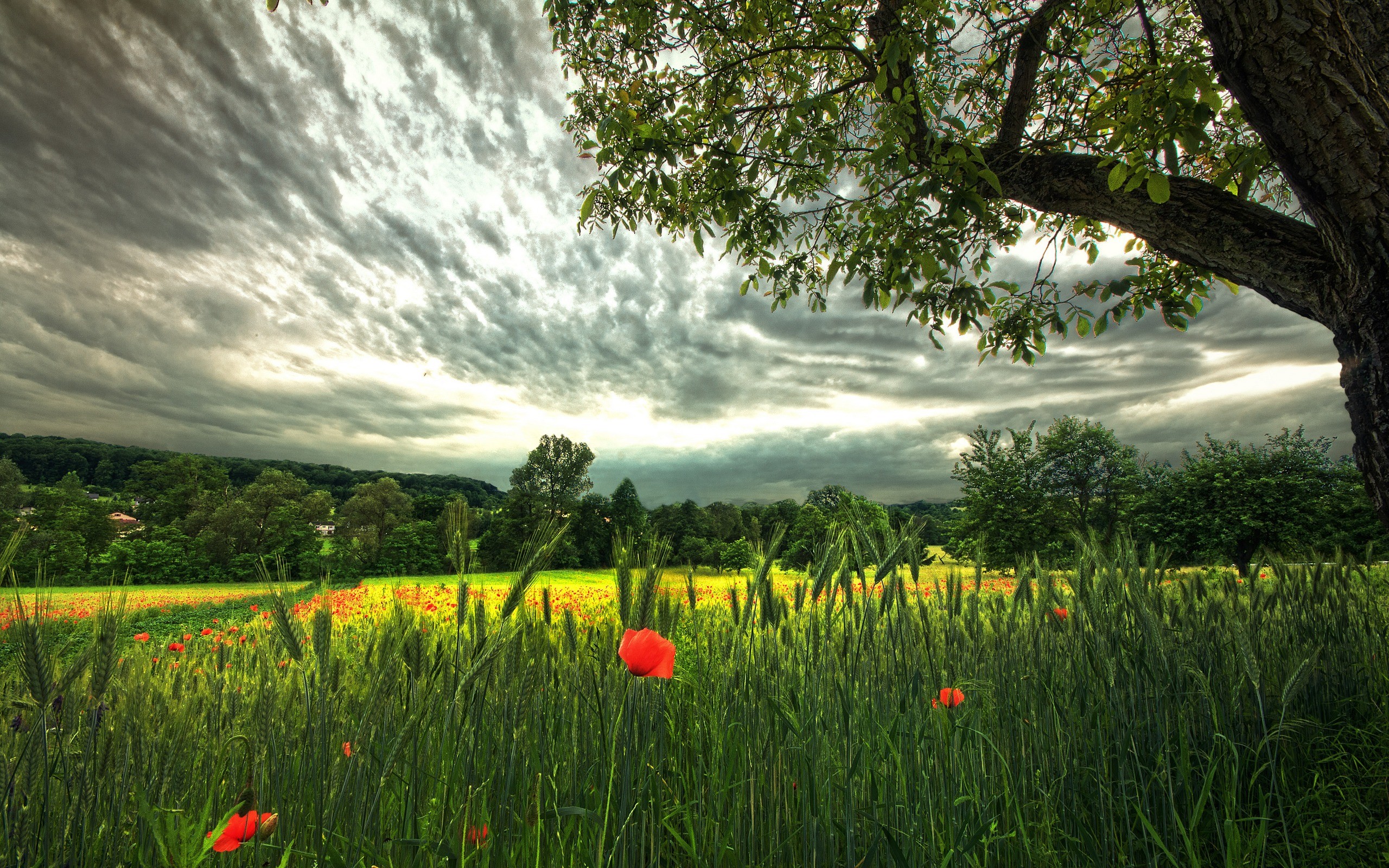 Germany Landscape Poppies Wheat Field Clouds Red Flowers 2560x1600