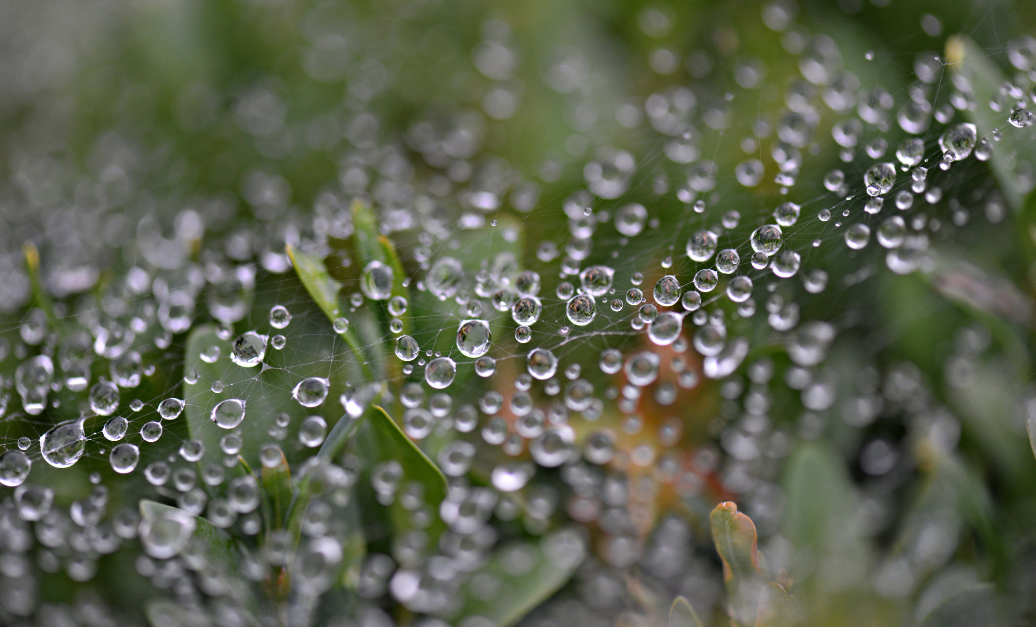 Spider Web Macro Dew Drop Plant Water Drop 2048x1239