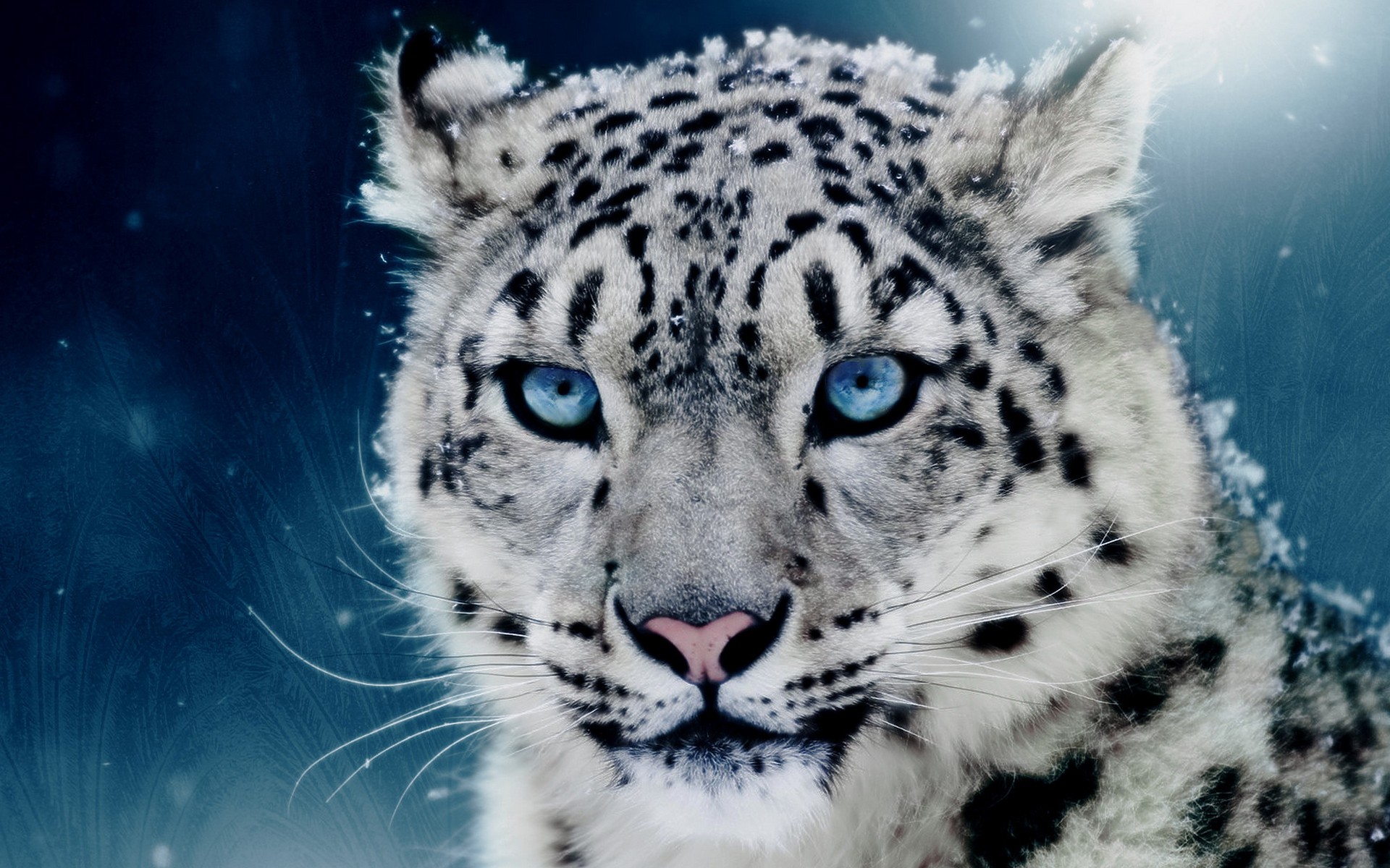 Snow Leopards Leopard Animal Animals Big Cats Cats Cyan Blue Eyes Snowing 1920x1200