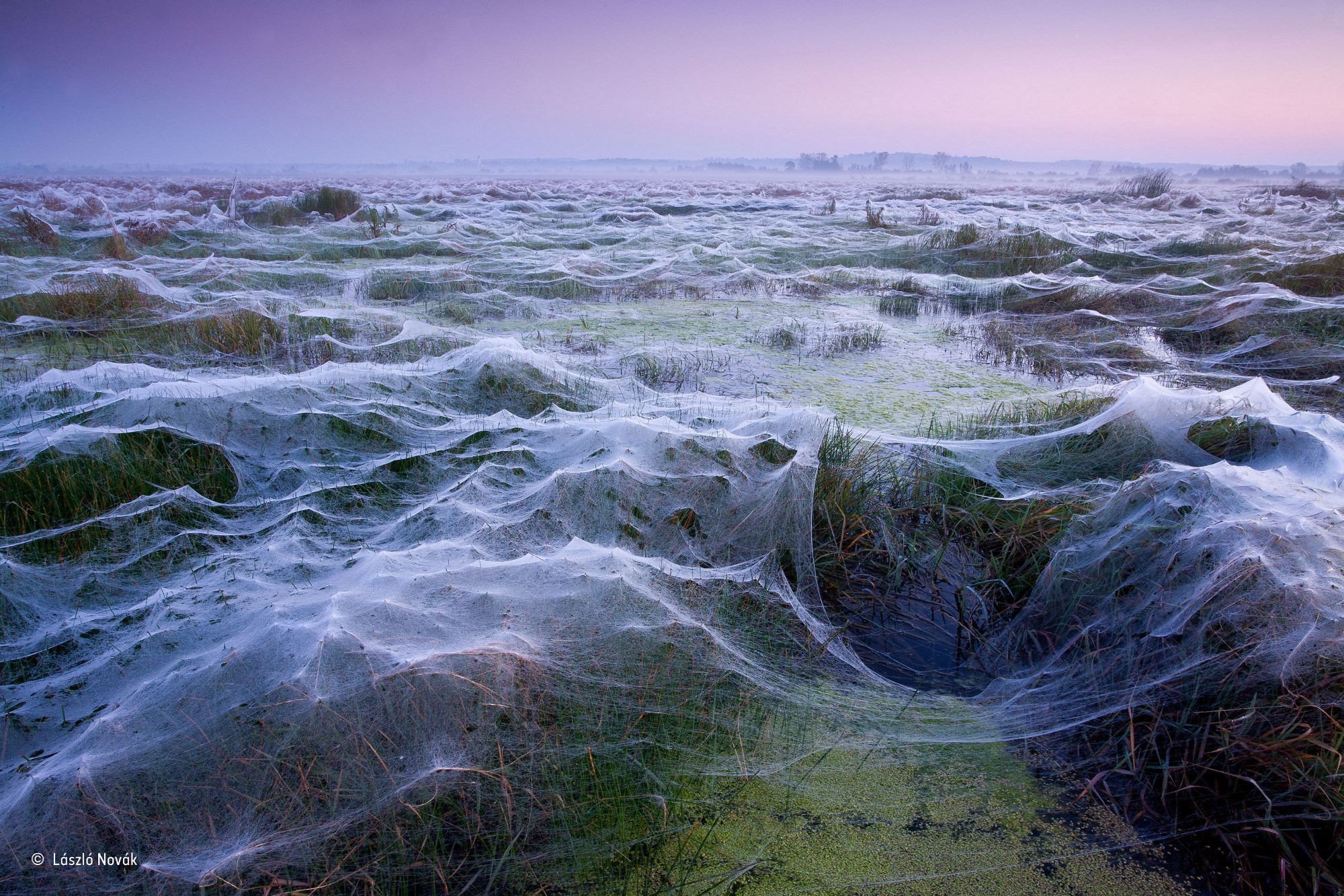 Nature Landscape Clear Sky Hungary Spiderwebs Field Water Swamp Plants Winner Contests Photography T 2000x1333
