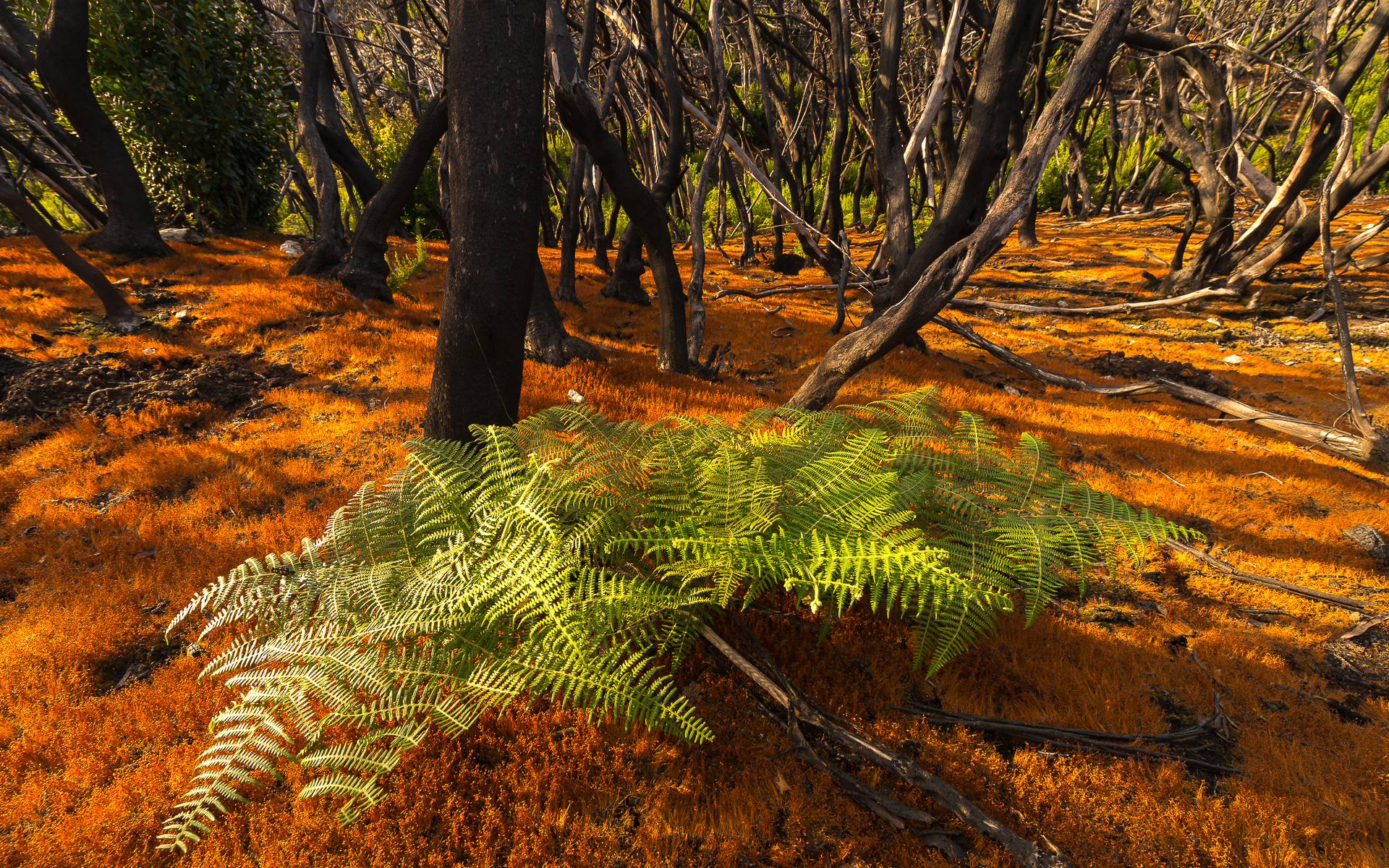Nature Orange Ferns Forest Dappled Sunlight Trees 1920x1200