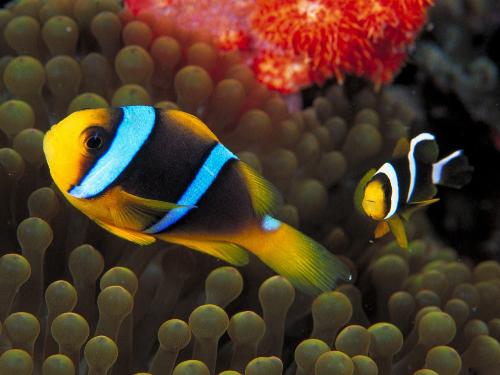 Sea Underwater Sea Anemones Fish Clownfish 1600x1200