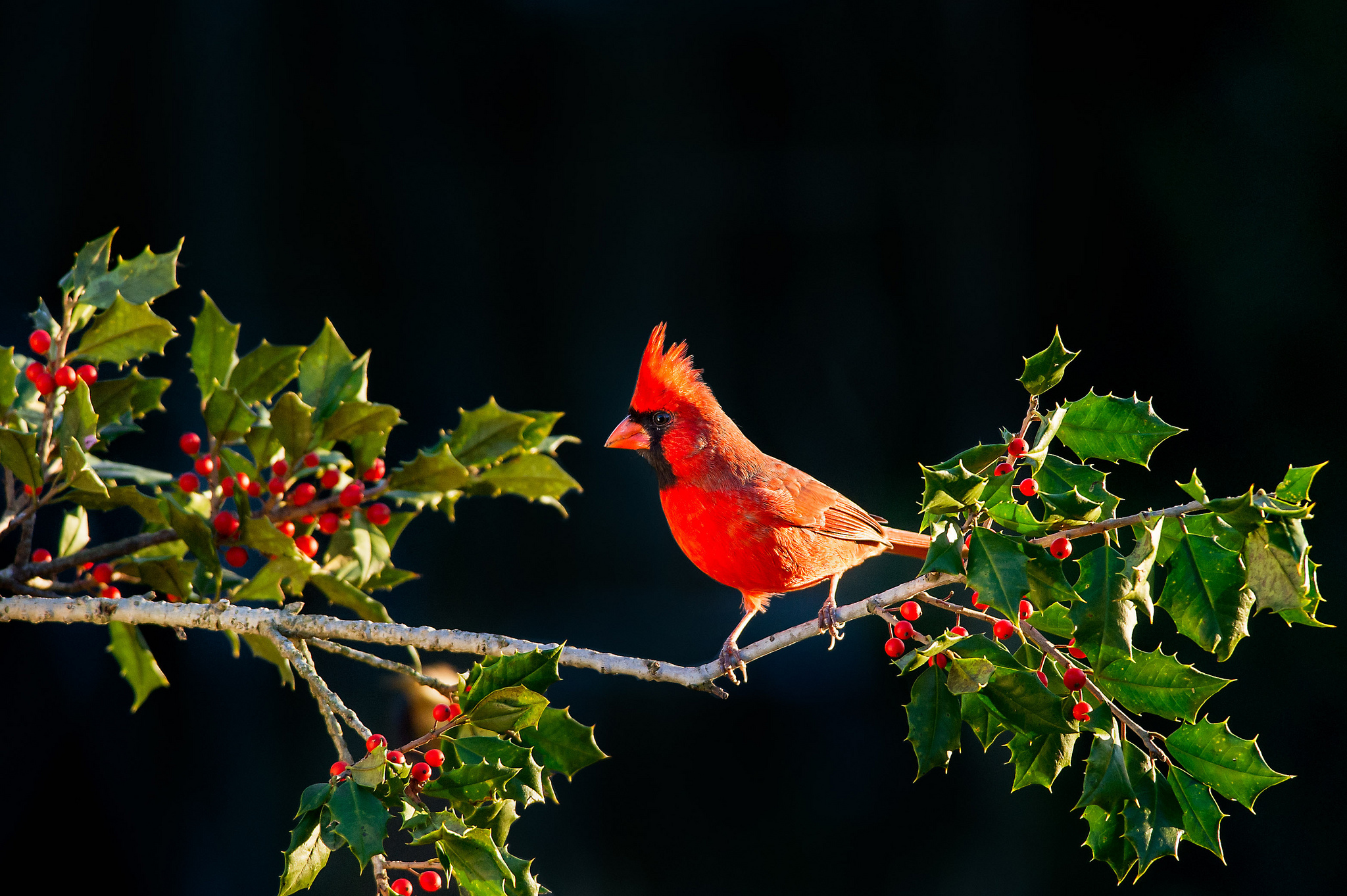 Animal Cardinal Northern Cardinal Branch Berry Leaf 2048x1363