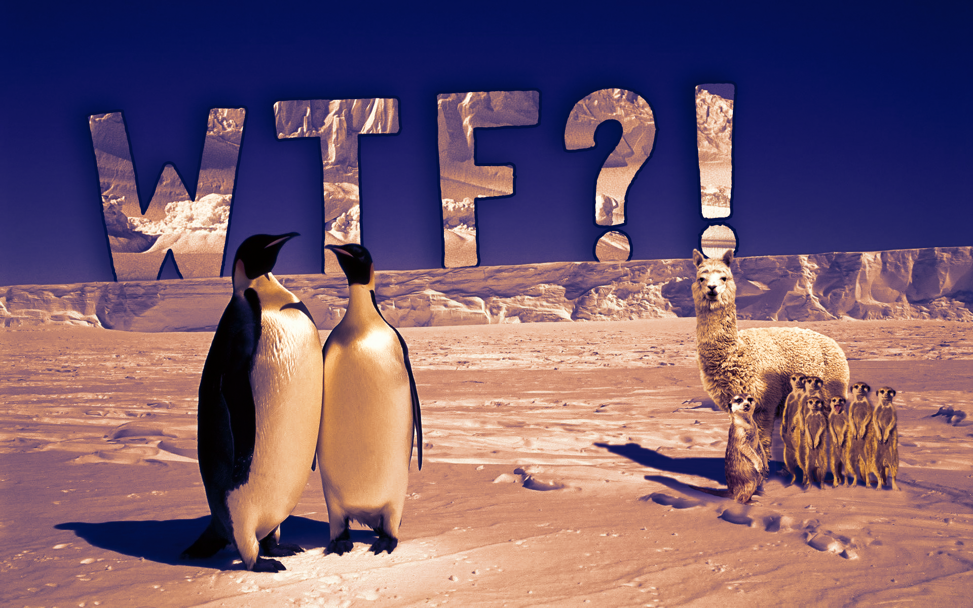 Photo Manipulation Photomontage Penguins Alpacas Meerkats Snow Antarctica 1920x1200