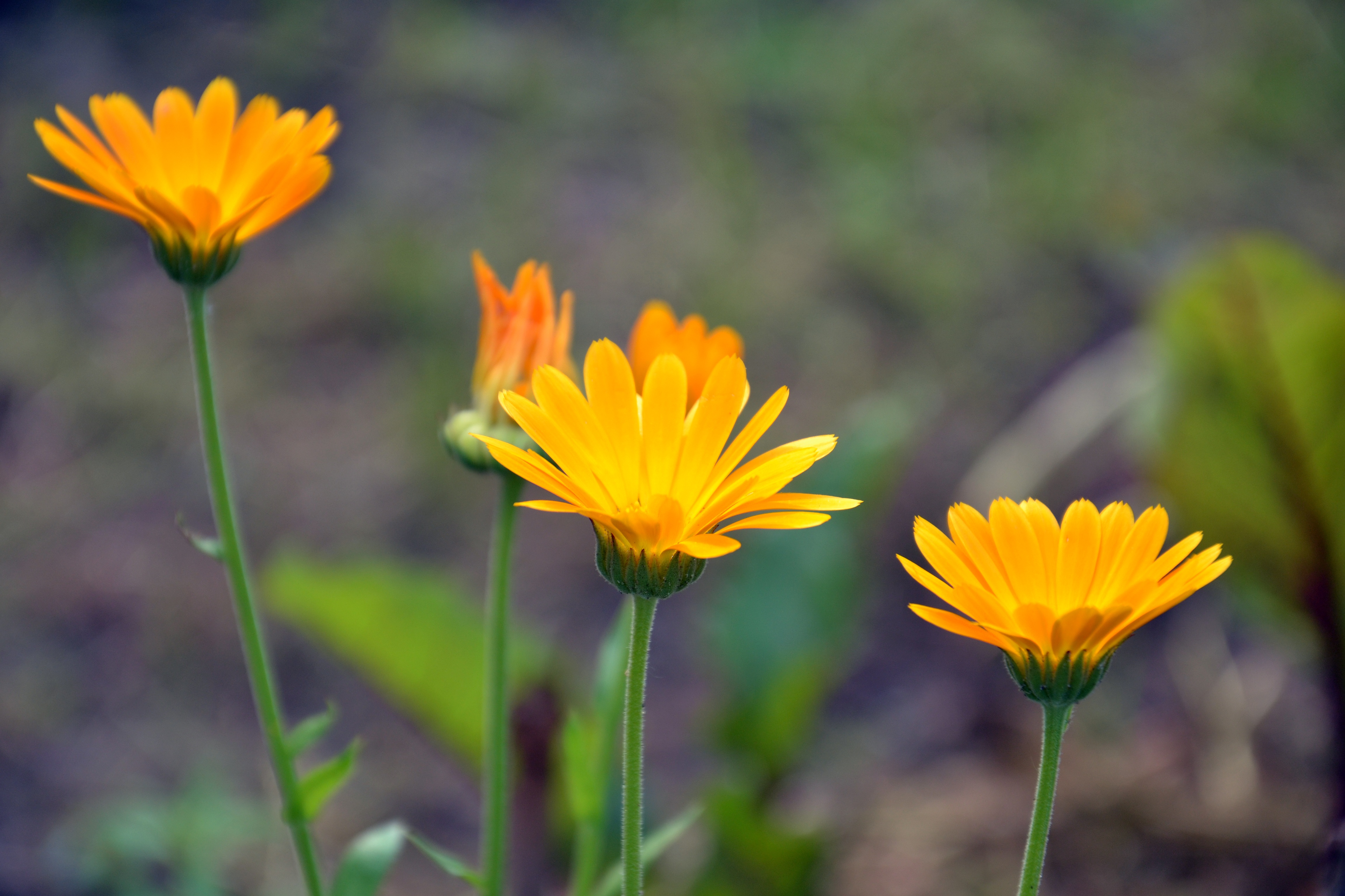 Marigold Flower Nature Yellow Flower 4608x3072