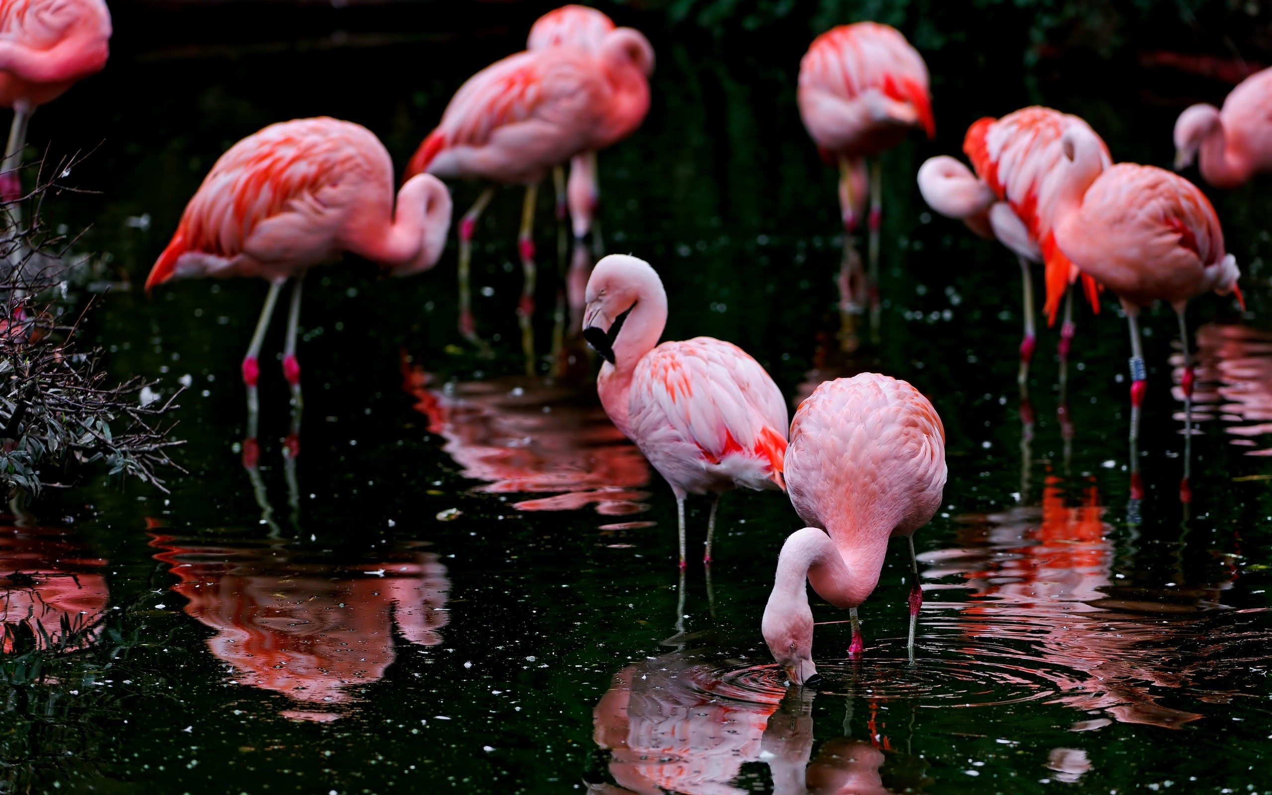 Animals Nature Ripples Flamingos Birds Depth Of Field Water 2560x1600